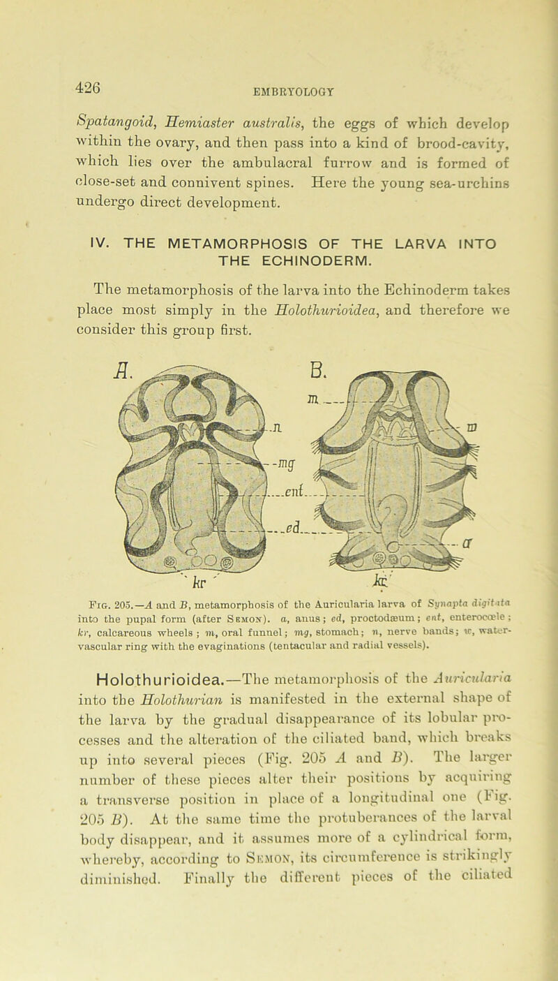 EMBRYOLOGY Spatangoid, Hemiaster australis, the eggs of which develop within the ovary, and then pass into a kind of brood-cavity, which lies over the ambulacral furrow and is formed of olose-set and connivent spines. Here the young sea-urchins undergo direct development. IV. THE METAMORPHOSIS OF THE LARVA INTO THE ECHINODERM. The metamorphosis of the larva into the Echinoderm takes place most simply in the Holothurioidea, and therefore we consider this group first. Fig. 205.—A and J5, metamorphosis of the Auricularia larva of Synapta digitata. into the pupal form (after Semox). a, anus; cd, proctodceum; ent, enteroccele ; kr, calcareous wheels ; m, oral fnnnelj mg, stomach; n, nerve bands; to, water« vascular ring with the evaginations (tentacular and radial vessels). Holothurioidea.—The metamorphosis of the Auricularia into tbe Holothurian is manifested in the external shape of the larva by the gradual disappearance of its lobular pro- cesses and the alteration of the ciliated band, which breaks up into several pieces (Eig- 205 A and B). Ihe langer number of these pieces alter their positions by acquiring a transverse position in place of a longitudinal one (l'ig- 205 B). At the same time the protuberances of the larval body disappear, and it. assumes more of a cylindrical form, whereby, according to SEMON, its circumference is strikingly diminished. Finally the different pieces of the ciliated