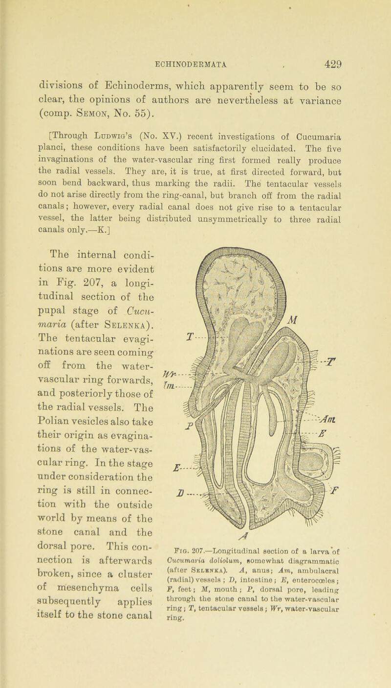 divisions of Echinoderms, which apparently seem to be so clear, the opinions of autliors are nevertheless at variance (comp. Semon, No. 55). [Through Lddwig’s (No. XV.) recent investigations of Cueumaria planci, these conditions have been satisfactorily elucidated. The five invaginations of the water-vascular ring first formed really produce the radial vessels. They are, it is true, at first directed forward, but soon bend backward, thus marking the radii. The tentacular vessels do not arise directly from the ring-canal, but branch off from the radial canals; however, every radial canal does not give rise to a tentacular vessel, the latter being distributed unsymmetrically to three radial canals only.—K.] The internal condi- tions are more evident in Fig. 207, a longi- tudinal section of the pupal stage of Cucn- maria (after Selenka). The tentacnlar evagi- nations are seen coming off from the water- vascular ring forwards, and posteriorly those of the radial vessels. The Polian vesicles also take their origin as evagina- tions of the water-vas- cular ring. In the stage under consideration the ring is still in Connec- tion with the outside world by means of the stone canal and the dorsal pore. This Con- nection is afterwards broken, since a clnster of mesenchyma ceils subseqnently applies itself to the stone canal Fio. 207.—Longitudinal section of a Iarva of Cueumaria doliolum, somowhat diagrammatic (afier Selbnjca). A, anus; Am, ambulacral (radial) vessels ; D, intostine ; E, enterocoBles; F, feet j M, mouth; P, dorsal pore, loading through the stone canal to the water-vascular ring; T, tentacular vessels; Wr, water-vascular ring.