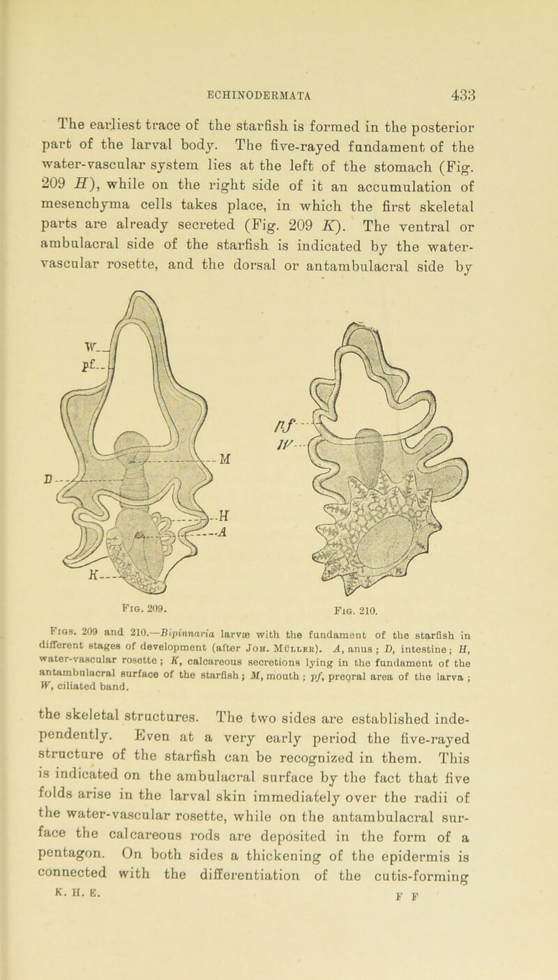 1 he earliesfc trace of the sfcarfish is formed in the posterior part of the larval body. The five-rayed fnndament of the water-vascular System lies at the left of the stomach (Fig. 209 H), while on the right side of it an accumulation of mesenchyma cells takes place, in which the first skeletal parts are already secreted (Fig. 209 IC). The ventral or ambulacral side of the starfish is indicated by the water- vascular rosette, and the dorsal or antambulacral side bv J Fios. 209 and 210.—Bipinnaria larv» with the fundament of the starfish in different stages of development (after Job. Müllbe). A, anus ; D, intestine; H, water-vascular rosette ; K, calcareous secretions lying in the fundament of the antambulacral surface of the starfish; 31, mouth; pf, preoral area of the larva ; W, ciliated band. the skeletal structures. The tvvo sides are established inde- pendently. Even at a very early period the five-rayed strncture of the starfish can be recognized in them. This is indicated on the ambulacral surface by tbe fact that five folds arise in the larval skin immediately over the radii of the water-vascular rosette, while on the antambulacral sur- face the calcareous rods are deposited in the form of a pentagon. On both sides a thickening of the epidermis is connected with the differentiation of the cutis-forming K. H. E. f F