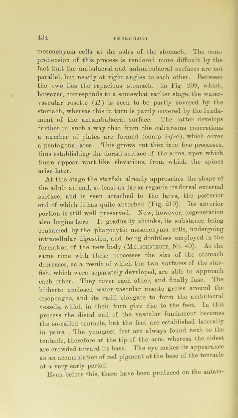 mesenchyma cells at the sides of the stomach. The com- prehension of this process is rendered more difficult by the facfc that the ambulacral and antambulacral surfaces are not parallel, but nearly at right angles to each other. Between the two lies the capacions stomach. In Fig. 209, which, however, corresponds to a somewhat earlier stage, the water- Yascular rosette (H) is seen to be partly covered by the stomach, whereas this in tarn is partly covered by the funda- ment of the antambulacral surface. The latter develops further in such a way that from the calcareons concretions a number of plates are formed (comp, infra), which cover a pentagonal area. This grows out then into five processes, thus establishing the dorsal surface of the arms, upon which there appear wart-like elevations, from which the spines arise later. At this stage the starfish already approaches the shape of the adult animal, at least as far as regards its dorsal external surface, and is seen attached to the larva, the posterior end of which it has quite absorbed (Fig. 210). Its anterior portion is still well preServed. Now, however, degeneration also begins here. It gradually shrinks, its substance being consumed by the phagocytic mesenchyma cells, undergoing intracellular digestion, and being doubtless employed in the formation of the new body (Metschnikoff, No. 40). At the same time with these processes the size of the stomach decreases, as a result of which the two surfaces of the star- fish, which were sepai'ately developed, are able to approach each other. They cover each other, and finally fase. The hitherto unclosed water-vascular rosette grows around the Oesophagus, and its radii elongate to form the ambulacral vessels, which in their turn give rise to the feet. In this process the distal end of the vascular fuudament becomes the so-called tentacle, but the feet are established lateially in pairs. The youngest feet are always found next to the tentacle, therefore at the tip of the arm, whereas the oldest are crowded toward its base. The eye makes its appearance as an accumulation of red pigment at the base of the tentacle at a very early period. Even before this, there have been produced on the antam-