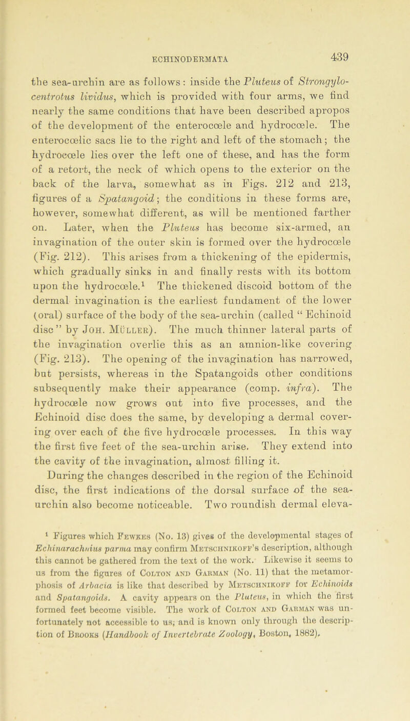 the sea-urchin are as follows : inside the Pluteus of Strongylo- centrotus lividus, which is provided with four arms, we find nearly the same conditions that have been described apropos of the development of the enteroccele and hydroccele. The enterocoelic sacs lie to the right and left of the stomach; the hydi’oecele lies over the left one of these, and has the form of a retort, the neck of which opens to the exterior on the back of the larva, somewhat as in Figs. 212 and 213, figures of a Spatang oid; the conditions in these forms are, however, somewhat different, as will be mentioned farther on. Later, when the Pluteus has become six-armed, an invagination of the outer skin is formed over the hydroccele (Fig. 212). This arises from a thickening of the epidermis, which gradually sinks in and finally rests with its bottoni upon the hydroccele.1 The thiclcened discoid bottom of the dermal invagination is the earliest fnndament of tbe lower (oral) surface of the body of the sea-urchin (oalled “ Echinoid disc ” by Joh. Müller). The much thinner lateral parts of the invagination overlie tbis as an amnion-like covering (Fig. 213). The opening of the invagination has narrowed, bat persists, whereas in the Spatangoids other conditions subseqnently make their appearance (comp, infra). The hydroccele now grows out into five processes, and the Echinoid disc cloes the same, by developing a dei’mal cover- ing over each of the five hydroccele processes. In this way the first five feet of the sea-urchin arise. They extend into the eavity of the invagination, almost filling it. Düring the changes described in the region of the Echinoid disc, the first indications of the dorsal surface of the sea- urchin also become noticeable. Two roundish dermal eleva- 1 Figures which Fewkes (No. 13) gives of the developmental stages of Echinarachnius partua may confirm Metschnikoff’s description, although this cannot be gathered from the text of the work. Likewise it seems to us from the figures of Colton and Gakman (No. 11) that the metamor- l>hosis of Arbacia is like that described by Metschnikoff fov Echinoids and Spatangoids. A eavity appears on the Pluteus, in which the first formed feet become visible. The work of Colton and Gauman was un- fortunately not aceessible to us, and is known only through the descrip- tion of Brooks (Handbook of Inverlebrate Zoology, Boston, 1882),