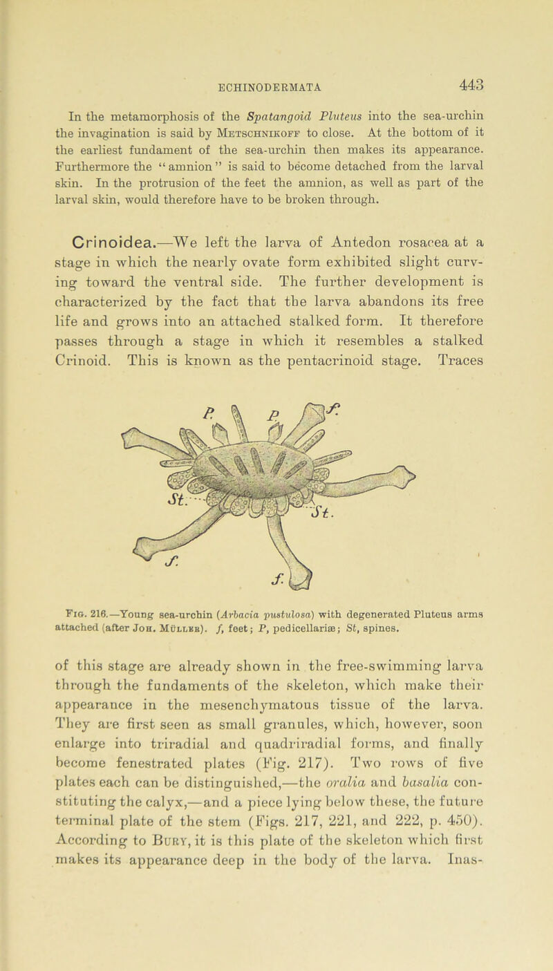 In tke metamorpkosis of tke Spatangoid Pluteus into tke sea-urckin tke invagination is said by Metschnikoff to close. At tke bottom of it tke earliest fundament of tke sea-urckin tken makes its appearance. Furtkermore tke “ amnion ” is said to become detacked from tke larval skin. In tke protrusion of tke feet tke amnion, as well as part of tke larval skin, would tkerefore kave to be broken tkrough. Crinoidea.—We left the larva of Antedon rosaeea at a stage in which tke nearly ovate form exhibited sligbt curv- ing toward the ventral side. The further development is characterized by the fact that the larva abandons its free life and grows into an attached stalked form. It therefore passes through a stage in wbich it resembles a stalked Crinoid. This is known as the pentacrinoid stage. Traces Fig. 216.—Young sea-urchin (Arbacia pustulosa) with degenerated Plutena arms attached (after Jon. Mullke). f, feetj P, pedicellarire; St, spines. of this stage are already shown in the free-swimming larva through the fandaments of the skeleton, which make their appearance in the mesenchymatous tissue of the larva. They are first seen as small granules, which, however, soon enlarge into triradial and quadriradial forms, and finally become fenestrated plates (Fig. 217). Two rows of üve plates each can be distinguished,—the oralia and basalia con- stituting the calyx,—and a piece lying below these, the future terminal plate of the stem (Figs. 217, 221, and 222, p. 450). According to Bury, it is this plate of the skeleton which first makes its appearance deep in the body of the larva. Inas-