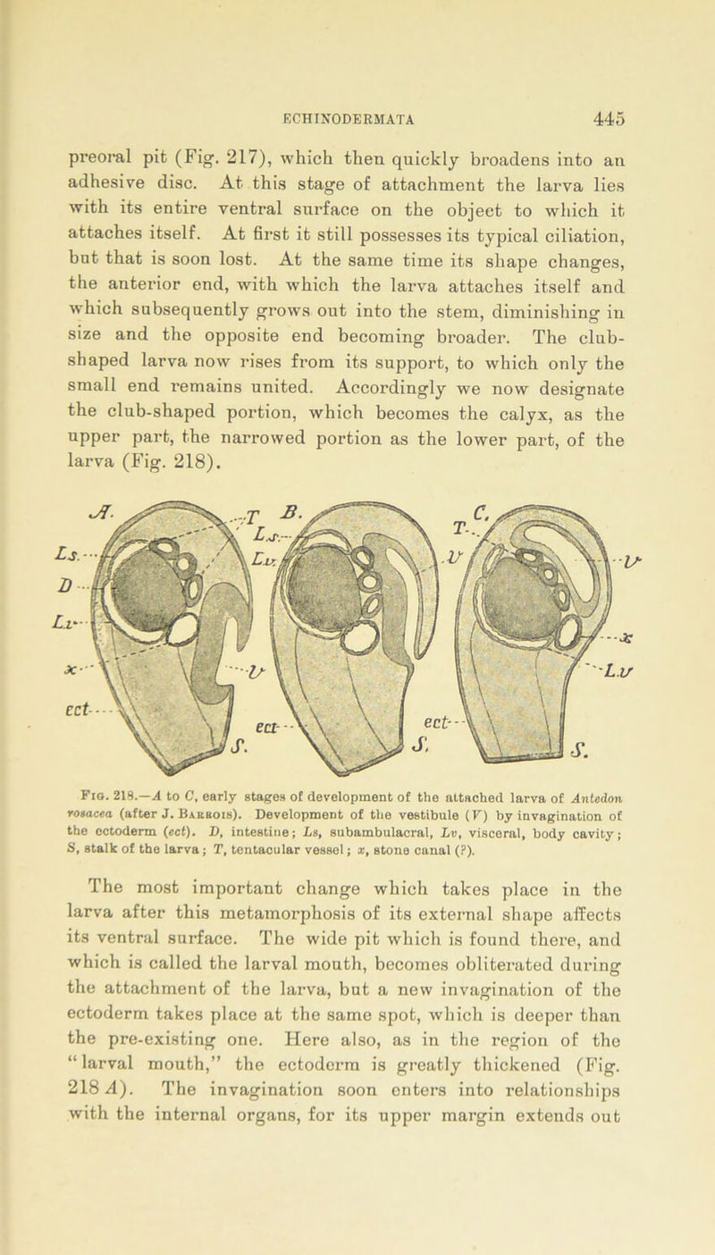 preoral pit (Fig. 217), which then quickly broadens into an adhesive disc. At thig stage of attachment tlie larva lies with its entire ventral surface on the object to which it attaches itself. At first it still possesses its typical ciliation, but that is soon lost. At the same time its sliape changes, the anterior end, with which the larva attaches itself and which subsequently grows out into the stem, diminishing in size and the opposite end becoming broader. The club- shaped larva now rises from its Support, to which only the small end remains united. Accordingly we now designate the club-shaped portion, which becomes the calyx, as the upper part, the narrowed portion as the lower part, of the larva (Fig. 218). Fio. 218.—A to C, early stages o£ development of the attached larva of Antedon roaacea (after J. Bakuois). Development of the Vestibüle (V) by invagination of the ectoderm (ect). D, intestine; Ls, subambulacral, Lv, visceral, body cavity; 8, stalk of the larva; T, tentaoular vessel; x, stone canal (?). The most important change which takes place in the larva after this metamorphosis of its external sliape affects its ventral surface. The wide pit which is found there, and which is called the larval mouth, becomes obliterated during the attachment of the larva, but a new invagination of the ectoderm takes place at the same spot, which is deeper than the pre-existing one. Here also, as in the region of the “ larval mouth,” the ectoderm is greatly thickened (Fig. 218.4). The invagination soon enters into relationships with the internal Organs, for its upper margin extends out