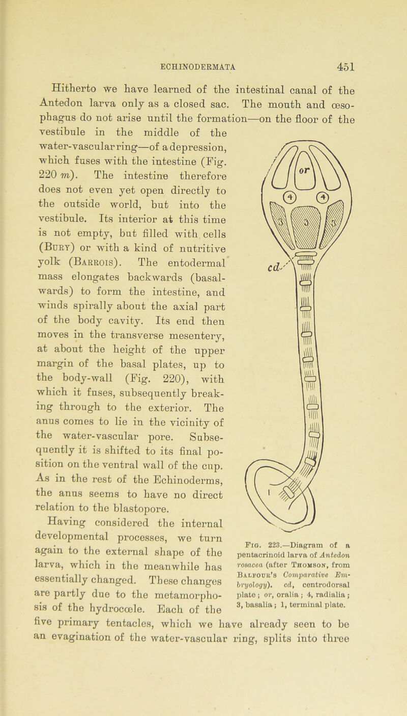 Hitherto we have learned of tlie intestinal canal of the Antedon larva only as a closed sac. The mouth and Oeso- phagus do not arise until the formation—on the floor of the Vestibüle in the middle of the water-vascular ring—of adepression, which fuses with the intestine (Fig. 220 to). The intestine therefore does not even yet open directly to the outside world, but into the vestibule. Its interior at this time is not empty, but filled with cells (Bürt) or with a kind of nutritive yolk (Barrois). The entodermal mass elongates backwards (basal- wards) to form the intestine, and winds spirally about the axial part of the body cavity. Its end then moves in the transverse mesentery, at about the height of the uppei’ margin of the basal plates, up to the body-wall (Fig. 220), with which it fuses, subsequently break- ing through to the exterior. The anus comes to lie in the vicinity of the water-vascular pore. Subse- quently it is shifted to its final Po- sition on the ventral wall of the cup. As in the rest of the Echinoderms, the anus seems to have no direct relation to the blastopore. Having considered the internal developmental processes, we turn again to the external shape of the larva, which in the meanwhile has essentially changed. These changes are partly due to the metamorpho- sis of the hydroccele. Each of the five primary tentacles, which we have already seen to be an evagination of the water-vascular ring, splits into three Fig. 223.—Diagram of a pentacrinoid larva of Antedon rosacea (after Thomson, from Balfoub’s Oomparative lim- bryology). cd, centrodorsal plate j or, oralia ; 4, radialia ; 3, basalia j 1, terminal plate.