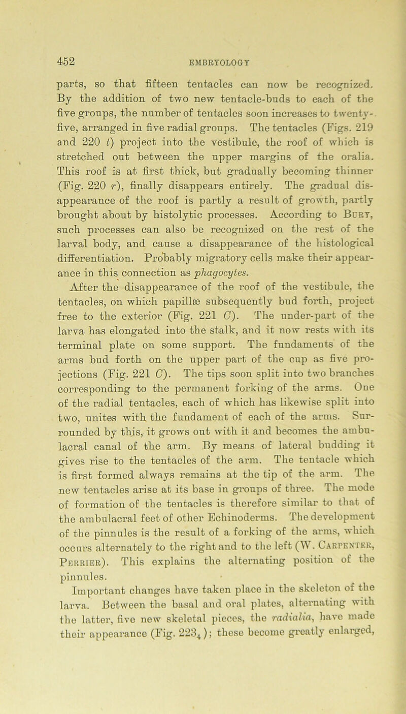 parts, so that fifteen tentacles can now be recognized. By the addition of two new tentacle-buds to eacb of the five groups, the number of tentacles soon increases to twenty- five, arranged in five radial gronps. The tentacles (Figs. 219 and 220 t) project into the Vestibüle, the roof of which is sti’etched out between the upper margins of the oralia. This roof is at first thick, but gradually becoming thinner (Fig. 220 r), finally disappears entirely. The gradual dis- appearance of the roof is partly a result of growth, partly brought about by histolytic processes. According to Bert, such processes can also be recognized on the rest of the larval body, and cause a disappearance of the histological differentiation. Pr oh ab ly migratory cells make their appear- ance in this connection as phagocytes. After the disappearance of the roof of the Vestibüle, the tentacles, on which papillas subsequently bud forth, project free to the exterior (Fig. 221 G). The under-part of the larva has elongated into the stalk, and it now rests with its terminal plate on some support. The fundaruents of the arms bud forth on the upper part. of the cup as five pro- jections (Fig. 221 G). The tips soon split into two branches corresponding to the permanent forking of the arms. One of the radial tentacles, eacli of which has likewise split into two, unites with the fundament of each of the arms. Sur- rounded by this, it grows out with it and becomes the arnbu- lacral canal of the arm. By means of lateral budding it srives rise to the tentacles of the arm. The tentacle which n is first formed always remains at the tip of the arm. The new tentacles arise at its base in groups of three. The mode of formation of the tentacles is therefore similar to that of the ambulacral feet of other Bchinodei-ms. The development of the pinnules is the result of a forking of the arms, which occurs alternately to the right and to the left (W. Carpextek, Perrier). This explains the alternating position of the pinnules. Important changes liave taken place in the skeleton of the larva. Between the basal and oral plates, alternating with the latter, five new skeletal pieces, the radialia, have made their appearance (Fig. 223+); these become greatly enlarged,
