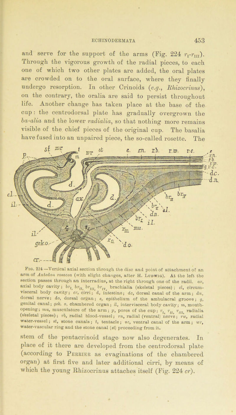 and serve for the Support of the arms (Fig. 224 rrrm). Through the vigorous growth of the radial pieces, to each one of wliich two other plates are added, the oral plates are crowded on to the oral surface, where they finally uudergo resorption. In other Crinoids (e.g., Rhizocrinus), ou the contrary, the oralia are said to persist throughout life. Another change has taken place at the base of the cnp : the centrodorsal plate has gradually overgrown the ba<alia and the lower radialia, so that nothing more remains visible of the chief pieces of the original cup. The basalia havefused into an nnpaired piece, the so-called rosette. The Fig. 224 —Vertical axial section through the disc and point of attachment of an arm of Antedon rosacea (with slight changes, after H. Ludwig). At the left the section passes through an interradius, at the right through one of the radii. ax, axial body cavity; br^ brIf, brn^ brJV brachialia (skeletal pieces) ; cl, circum- visceral body cavity; er, cirri; d, iutestine; de, dorsal canal of the arm; du, dorsal nerve; do, dorsal organ; e, epithelium of the ambulacral groove; g, genital canal; gek. o, chambered organ; il, inter visceral body cavity; m, mouth- opening; mu, musculature of the arm; p, pores of the cup; rn rJH radialia (skeletal pieces); rb, radial blood-vessel; rn, radial (ventral) nervo; rw, radial water-vessel; st, stone canals; t, teritacle; vc, ventral canal of the arm; wr, water-vascular ring and the stone canal (st) proceeding from it. stem of the pentacrinoid stage now also degenerates. In place of it there are developed from tlie centrodorsal plate (according to Perbier as evaginations of the chambered organ) at first five and later additional cirri, by means of which the young Rhizocrinus attaches itself (Fig. 224 er).