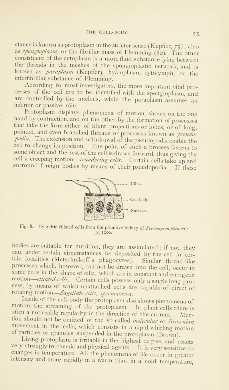 THE CELL-BODY. stance is known as protoplasm in the stricter sense (Kupffer, 75) ; also as spongioplasm, or the fibrillär mass of Flemming (82). The other constituent of the cytoplasm is a more fluid substance lying between the threads in the meshes of the spongioplastic network, and is known as paraplasm (Kupffer), hyaloplasm, cytolymph, or the interfibrillar substance of Flemminer. According to most investigators, the more important vital pro- cesses of the cell are to be identified with the spongioplasm, and aie conti olled by the nucleuSj while the paraplasm assumes an inferior or passive röle. 11 otoplasm displays phenomena of motion, shown on the onc hand by contraction, and on the other by the formation of processes that take the form either of blunt projections or lobes, or of long, pointed, and even branched threads or processes known as pseudo- podia. The extension and withdrawal of the pseudopodia enable the cell to change its position. The point of such a process fastens to some object and the rest of the cell is drawn forward, thus giving the cell a creeping motion—wandering cells. Certain cells take up and surround foreign bodies by means of their pseudopodia. If these Fig. 8.—Cylindric ciliated cells from the primitive kidney of Petromyzonplaneri; X 1200. bodies are suitable for nutrition, they are assimilated ; if not, they can, under certain circumstances, be deposited by the cell in cer- tain locahties (Metschnikoff’s phagocytes). Similar thread-like processes which, however, can not be drawn into the cell, occur in some cells in the shape of cilia, which are in constant and energetic motion ciliated cells. Certain cells possess only a single long pro- cess, by means of which unattached cells are capable of direct or lotating motion—-flagellate cells, spcrmatozoa. Inside of the cell-body the protoplasm also shows phenomena of motion, the Streaming of the protoplasm. In plant cells there is often a noticeable regularity in the direction of the current. Men- tion should not be omitted of the so-called molecular or Brownian movement in the cells, which consists in a rapid whirling motion of paiticles or granules suspended in the protoplasm (Brown). Living protoplasm is irritable in the highest degree, and reacts very strongly to chemic and physical agents. It is very sensitive to changes in temperature. All the phenomena of life occur in greater mtensity and more rapidly in a warm than in a cold temperature,