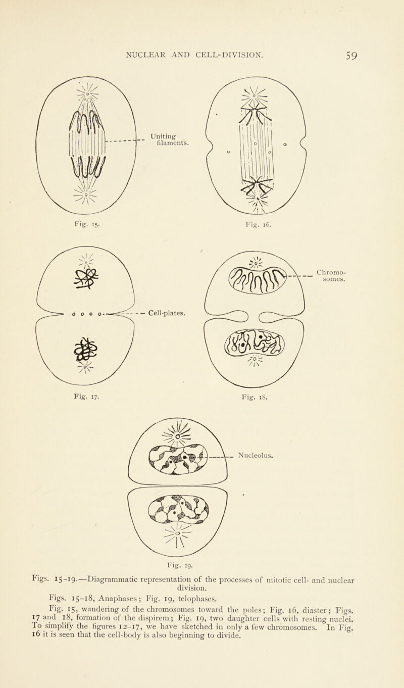 Figs. 15-19.—Diagrammatic representation of tlie processes of mitotic cell- and nuclear division. Figs. I5~I^> Anaphases ; Fig. 19, telophases. Fig. 15, wandering of tlie chromosomes toward the poles; Fig. 16, diaster; Figs. 17 and 18, formation of the dispirem; Fig. 19, two daughter cells with resting nuclei. To simplify the figures 12-17, we have sketched in only a few chromosomes. In Fig. 16 it is seen that the cell-body is also beginning to divide.