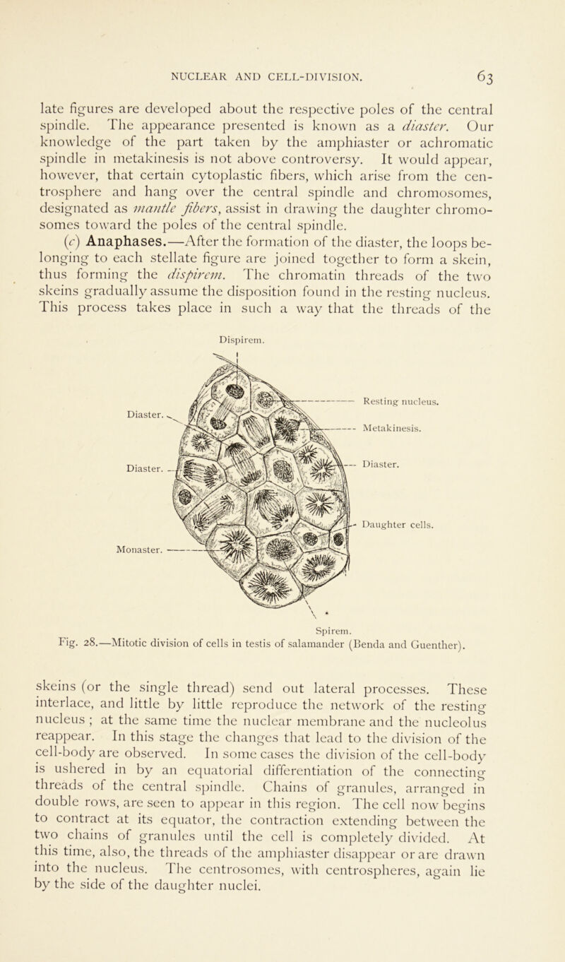 late figures are developed about the respective poles of the central spindle. The appearance presented is known as a diaster. Our knowledge of the part taken by the amphiaster or achromatic spindle in metakinesis is not above controversy. It would appear, however, that certain cytoplastic fibers, which arise from the cen- trosphere and hang over the central spindle and chromosomes, designated as mantle fibers, assist in drawing the daughter chromo- somes toward the poles of the central spindle. (c) Anaphases.—After the formation of the diaster, the loops be- longing to each stellate figure are joined together to form a skein, thus forming the dispirem. The chromatin threads of the two skeins gradually assume the disposition found in the resting nucleus. This process takes place in such a way that the threads of the Dispirem. Resting nucleus. Metakinesis. Diaster. Daughter cells. Diaster. Diaster. Monaster. Spirem. Fig. 28.—Mitotic division of cells in testis of Salamander (Benda and Guenther). skeins (or the single thread) send out lateral processes. These interlace, and little by little reproduce the network of the resting nucleus ; at the same time the nuclear membrane and the nucleolus reappear. In this stage the changes that lead to the division of the cell-body are observed. In some cases the division of the cell-body is ushered in by an equatorial differentiation of the connecting threads of the central spindle. Chains of granules, arranged in double rows, are seen to appear in this region. The cell now begins to contract at its equator, the contraction extending between the two chains of granules until the cell is completely divided. At this time, also, the threads of the amphiaster disappear orare drawn into the nucleus. The centrosomes, with centrospheres, again lie by the side of the daughter nuclei.