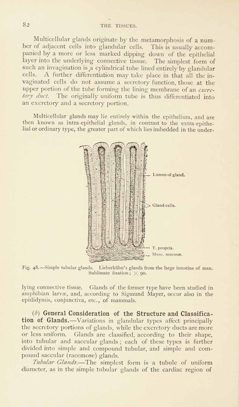 Multicellular glands originate by the metamorphosis of a num- ber of adjacent cells into glandular cells. This is usually accom- panied by a more or less marked dipping down of the epithelial layer into the underlying connective tissue. The simplest form of such an invagination is^a cylindrical tube lined entirely by glandular cells. A further differentiation may take place in that all the in- vaginated cells do not assume a secretory function, those at the upper portion of the tube forming the lining membrane of an excre- tory duct. The originally uniform tube is thus differentiated into an excretory and a secretory portion. Multi cellular glands may he entirely within the epithelium, and are then known as intra-epithelial glands, in contrast to the extra-epithe- lial or ordinary type, the greater part of which lies imbedded in the under- Fig. 48.—Simple tubulär glands. Lieberkühn’s glands from the large intestine of man. Sublimate fixation ; X 9°- lying connective tissue. Glands of the former type have been studied in amphibian larvse, and, according to Sigmund Mayer, occur also in the epididymis, conjunctiva, etc., of mammals. (b) General Consideration of the Structure and Classifica- tion of Glands.—Variations in glandular types affect principally the secretory portions of glands, while the excretory ducts are more or less uniform. Glands are classified, according to their shape, into tubulär and saccular glands ; each of these types is further divided into simple and compound tubulär, and simple and com- pound saccular (racemose) glands. Tubulär Glatuis.—The simplest form is a tubule of uniform diameter, as in the simple tubulär glands of the cardiac region of