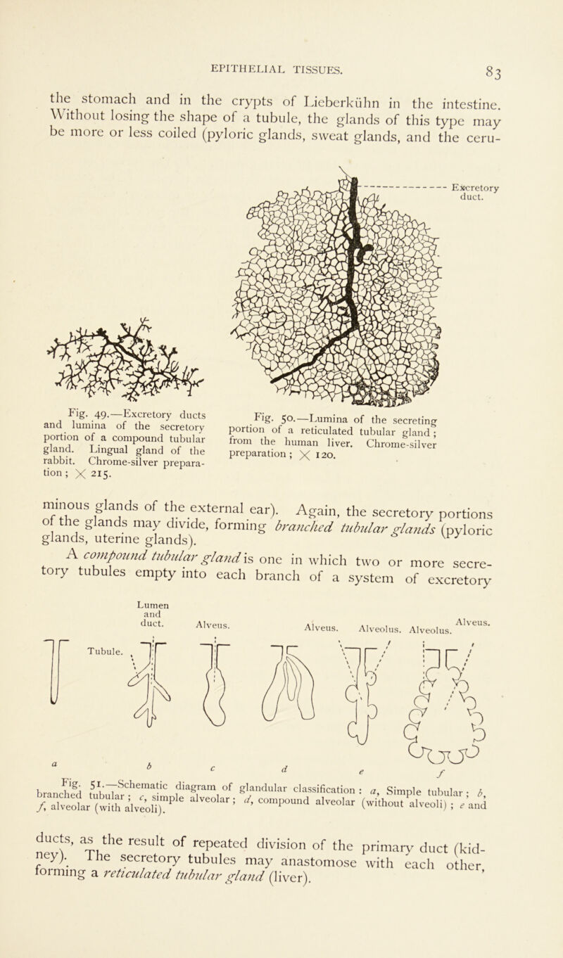 the stomach and in the crypts of Lieberkühn in the intestine. Without losing the shape of a tubule, the glands of this type may be more or less coiled (pyloric glands, sweat glands, and the ceru- Fig. 49.—Excretory ducts and lumina of the secretory portion of a compound tubulär gland. Lingual gland of the rabbit. Chrome-silver prepara- tion ; X 2I5- .Fig. 50.—I mmina of the secreting portion of a reticulated tubulär gland ; from the human liver. Chrome-silver preparation ; X 12<>. Excretory duct. minous glands of the external ear). Again, the secretory portions of the glands may divtde, forming branched tubulär glands (pyloric glands, uterine glands). A compound tubulär gland is one in which two or more secre- tory tubules empty mto each branch of a System of excretory Lumen and duct. Alveus. Alveus. . 1 , Alveus. Alveolus. Alveolus. Fig. 51.—Schematic diagrarn of ranched tubulär ; c, simple alveolar ; f alveolar (with alveoli). glandulär Classification : a, Simple tubulär ; b, c/, compound alveolar (without alveoli) ; e and ducts, as the result of repeated division of the primary duct fkid- /y> secret°ry tubules may anastomose with each otlier iorming a reticulated tubulär gland (liver).
