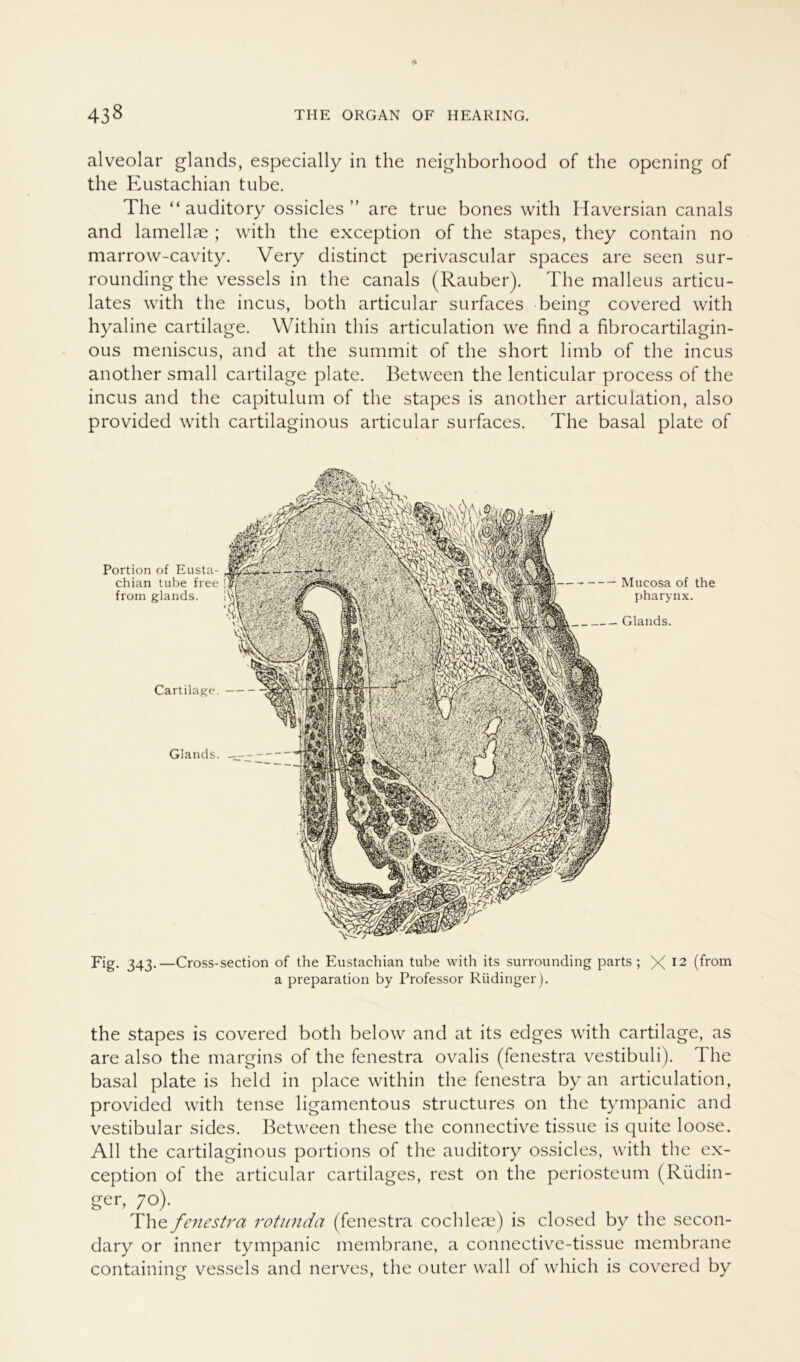 alveolar glands, especially in the neighborhood of the opening of the Eustachian tube. The “auditory ossicles” are true bones with Haversian canals and lamell^e ; with the exception of the stapes, they contain no marrow-cavity. Very distinct perivascular spaces are seen sur- rounding the vessels in the canals (Räuber). The malleus articu- lates with the incus, both articular surfaces being covered with hyaline cartilage. Within this articulation we find a fibrocartilagin- ous meniscus, and at the summit of the short limb of the incus another small cartilage plate. Between the lenticular process of the incus and the capitulum of the stapes is another articulation, also provided with cartilaginous articular surfaces. The basal plate of Portion of Eusta- chian tube free from glands. Mucosa of the pharynx. Glands. Cartilage. Glands. Fig. 343.—Cross-section of the Eustachian tube with its surrounding parts; X12 (from a preparation by Professor Rüdinger). the stapes is covered both below and at its edges with cartilage, as are also the margins of the fenestra ovalis (fenestra vestibuli). The basal plate is held in place within the fenestra by an articulation, provided with tense ligamentous structures on the tympanic and vestibulär sides. Between these the connective tissue is quite loose. All the cartilaginous portions of the auditory ossicles, with the ex- ception of the articular cartilages, rest on the periosteum (Rüdin- ger, 7°). The fenestra rotunda (fenestra cochle^e) is closed by the secon- dary or inner tympanic membrane, a connective-tissue membrane containing vessels and nerves, the outer wall of which is covered by