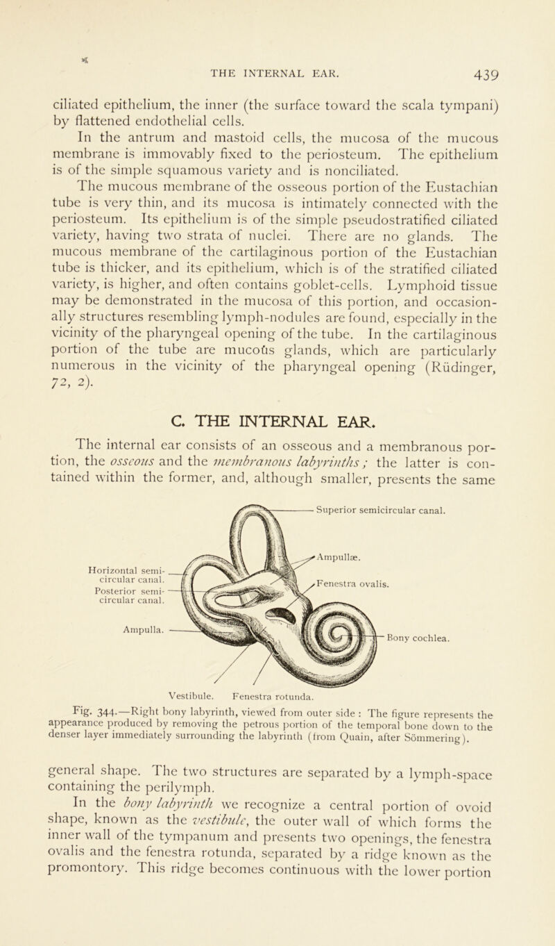 ciliated epithelium, the inner (the surface toward the scala tympani) by flattened endothelial cells. In the antrum and mastoid cells, the mucosa of the mucous membrane is immovably fixed to the periosteum. The epithelium is of the simple squamous variety and is nonciliated. The mucous membrane of the osseous portion of the Eustachian tube is very thin, and its mucosa is intimately connected with the periosteum. Its epithelium is of the simple pseudostratified ciliated variety, having two strata of nuclei. There are no glands. The mucous membrane of the cartilaginous portion of the Eustachian tube is thicker, and its epithelium, which is of the stratified ciliated variety, is higher, and often contains goblet-cells. Lymphoid tissue may be demonstrated in the mucosa of this portion, and occasion- ally structures resembling lymph-nodules are found, especially in the vicinity of the pharyngeal opening of the tube. In the cartilaginous portion of the tube are mucoüs glands, which are particularly numerous in the vicinity of the pharyngeal opening (Rüdinger, 72, 2). C THE INTERNAL EAR* The internal ear consists of an osseous and a membranous por- tion, the osscojis and the membranous Labyrinths; the latter is con- tained within the former, and, although smaller, presents the same Horizontal semi- circular canal. Posterior semi- circular canal. Ampulla. Superior semicircular canal. Ampullae. Fenestra ovalis. Bony cochlea. Vestibüle. Fenestra rotunda. Fig- 344-—Right bony Labyrinth, viewecl from outer side : The figure represents the appearance produced by removing the petrous portion of the temporal bone down to the denser layer immediately surrounding the labyrinth (from Quain, after Sömmering). general shape. The two structures are separated by a ly mph-space containing the perilymph. In the bony labyrinth we recognize a central portion of ovoid shape, known as the Vestibüle, the outer wall of which forms the inner wall of the tympanum and presents two openings, the fenestra ovalis and the fenestra rotunda, separated by a ridge known as the promontory. This ridge becomes continuous with the lower portion