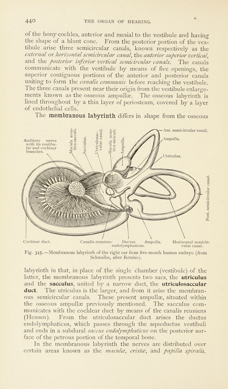 of the bony cochlea, anterior and mesial to the Vestibüle and having the shape of a blunt cone. From the posterior portion of the Ves- tibüle arise three semicircular canals, known respectively as the external or horizontal semicircular canal, the anterior superior vertical, and the posterior inferior vertical semicircular canals. The canals communicate with the Vestibüle by means of five openings, the superior contiguous portions of the anterior and posterior canals uniting to form the canalis communis before reaching the Vestibüle. The three canals present near their origin from the Vestibüle enlarge- ments known as the osseous ampullae. The osseous labyrinth is lined throughout by a thin layer of periosteum, covered by a layer of endothelial cells. The membranous labyrinth differs in shape from the osseous Cochlear duct. Canalis reuniens. Ductus Ampulla. Horizontal semicir- endolymphaticus. cular canal. Fig. 345.—Membranous labyrinth of the right ear from five-month human embryo (from Schwalbe, after Retzius). labyrinth in that, in place of the single chamber (vestibule) of the latter, the membranous labyrinth presents two sacs, the utriculus and the sacculus, united by a narrow duct, the utriculosaccular duct. The utriculus is the larger, and from it arise the membran- ous semicircular canals. These present ampullae, situated within the osseous ampullae previously mentioned. The sacculus com- municates with the cochlear duct by means of the canalis reuniens (Hensen). From the utriculosaccular duct arises the ductus endolymphaticus, which passes through the aqueductus vestibuli and ends in a subdural saccus endolymphaticus on the posterior sur- face of the petrous portion of the temporal bone. In the membranous labyrinth the nerves are distributed over certain areas known as the maculce, cristce, and papilla spiralis. Post, semicircular canal.