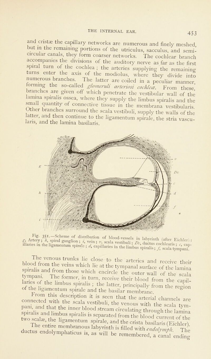 and ciistae the capillary networks are numerous and finely meshed but in the remaimng portions of the utriculus, sacculus, and semi- circular canals, they form coarser networks. The cochlear brauch accompames the divisions of the auditory nerve as far as the first spiral turn of the cochlea ; the arteries supplying the remaining turns enter the axis of the modiolus, where they divide into numerous branches. The latter are coiled in a peculiar manner fornung the so-called glomeruli arteriosi cochlea. From these' branches are given off which penetrate the vestibulär wall of the lannna spirahs ossea, where they supply the limbus spirahs and the small quantity of connective tissue in the membrana vestibularis. Othei branches surround the scala vestibuli, supply the walls of the attei, and then contmue to the ligamentum spirale, the stria vascu- laus, and the lamina basilaris. illaries in the .igameniunr spira.e ; c^piharies in The venous trunks lie close to the arteries and receive their blood from the verns which lie at the tympanal surface of the lamina ^rabsa, nd from d rose which encircle the outer wall of the scäla tympam The former, in turn, receive their blood from the car.il- anes of the limbus spirahs ; the latter, principallv from the remon of the ligamentum spirale and the basilar membrane r°m, thls, description it is seen that the arterial channels are connected with the scala vestibuli, the venous with the scala tvm pam, and that the inner blood stream circulating throimh the lamina S * ‘V'f’ from die blood “ die The®’ llg“tUm *P,raIe’ and tlle crista basilaris (Eichler) The entire membranous labynnth is filled with endolymbh The ductus endolymphaticus is, as will be remembered. a caS eiuS