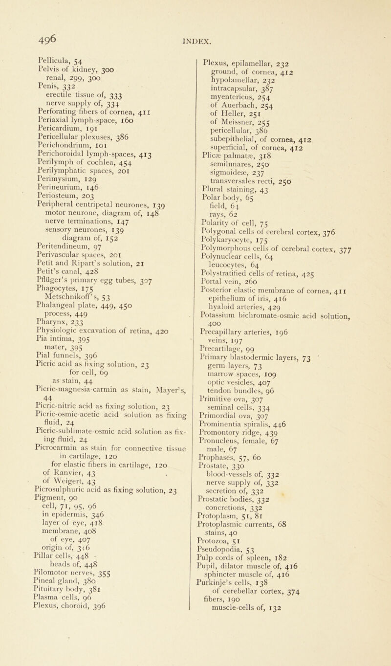 Pellicula, 54 Pelvis of kidney, 300 renal, 299, 300 Penis, 332 erectile tissue of, 333 nerve supply of, 334 Perforating fibers of cornea, 411 Periaxial lymph-space, 160 Pericardium, 191 Pericellular plexuses, 386 Perichondrium, 101 Perichoroidal lymph-spaces, 413 Perilymph of cochlea, 454 Perilymphatic spaces, 201 Perimysium, 129 Perineurium, 146 Periosteum, 203 Peripheral centripetal neurones, 139 motor neurone, diagram of, 148 nerve terminations, 147 sensory neurones, 139 diagram of, 152 Peritendineum, 97 Perivascular spaces, 201 Petit and Ripart’s solution, 21 Petit’s canal, 428 Pflüger’s primary egg tubes, 307 Phagocytes, 175 Metschnikoff’s, 53 Phalangeal plate, 449, 450 process, 449 Pharynx, 233 Physiologie excavation of retina, 420 Pia intima, 395 mater, 395 Pial funnels, 396 Picric acid as tixing solution, 23 for cell, 69 as stain, 44 Picric-magnesia-carmin as stain, Mayer’s, 44 Picric-nitric acid as fixing solution, 23 Picric-osmic-acetic acid solution as fixing fluid, 24 Picric-sublimate-osmic acid solution as fix- ing fluid, 24 Picrocarmin as stain for connective tissue in cartilage, 120 for elastic fibers in cartilage, 120 of Ranvier, 43 of Weigert, 43 Picrosulphuric acid as fixing solution, 23 Pigment, 90 cell, 7i, 95, 96 in epidermis, 346 layer of eye, 418 membrane, 408 of eye, 407 origin of, 346 Pillar cells, 448 • heads of, 448 Pilomotor nerves, 355 Pineal gland, 380 Pituitary body, 381 Plasma cells, 96 Plexus, choroid, 396 Plexus, epilamellar, 232 ground, of cornea, 412 hypolamellar, 232 intracapsular, 387 myentericus, 254 of Auerbach, 254 of Heller, 251 of Meissner, 255 pericellular, 386 subepithelial, of cornea, 412 superficial, of cornea, 412 Plicse palmatje, 318 semilunares, 250 sigmoideee, 237 transversales recti, 250 Plural staining, 43 Polar body, 65 field, 64 rays, 62 Polarity of cell, 75 Polygonal cells of cerebral cortex, 376 Polykaryocyte, 175 Polymorphous cells of cerebral cortex, 377 Polynuclear cells, 64 leucocytes, 64 Polystratified cells of retina, 425 Portal vein, 260 Posterior elastic membrane of cornea, 411 epithelium of iris, 416 hyaloid arteries, 429 Potassium bichromate-osmic acid solution, 400 Precapillarv arteries, 196 veins, 197 Precartilage, 99 Primary blastodermic layers, 73 germ layers, 73 marrow spaces, 109 optic vesicles, 407 tendon bundles, 96 Primitive ova, 307 seminal cells, 334 Primordial ova, 307 Prominentia spiralis, 446 Promontory ridge, 439 Pronucleus, female, 67 male, 67 Prophases, 57, 60 Prostate, 330 blood-vessels of, 332 nerve supply of, 332 secretion of, 332 Prostatic bodies, 332 concretions, 332 Protoplasm, 51, 81 Protoplasmic currents, 68 stains, 40 Protozoa, 5 I Pseudopodia, 53 Pulp cords of spieen, 182 Pupil, dilator muscle of, 416 sphincter muscle of, 416 Purkinje’s cells, 138 of cerebellar cortex, 374 fibers, 190 muscle-cells of, 132