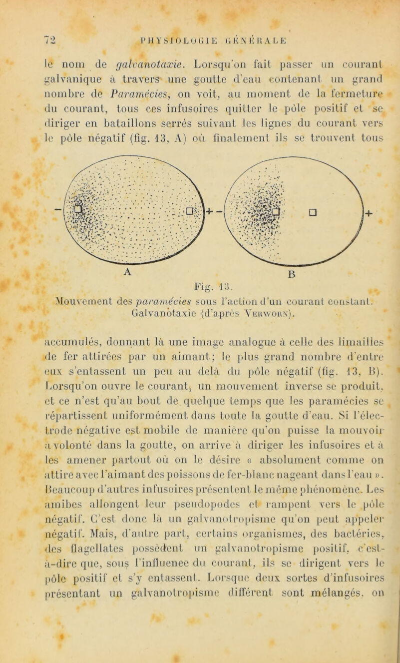 Pli YS 10 LUC l K C i;.\ Kll A LK le nom de galcanotaxie. Lorsqu'on l'ail passer un coiiranl lialvanique à travers une goutte d'eau contenant un grand nombre de Paramécies, on voit, au moment de la fermeture du courant, tous ces infusoires qiiiller le pôle positif el se, diriger en bataillons serrés suivant les lignes du courant vers le pôle négatif (Hg. 13, A) où linalemcnt ils se trouvenl tous P ■ Fig. 13. -Mouvement dos paramécies sous raclioncruii courant constant. Gaivanôtavic (d'apivs Ykiuvoux). accumulés, donnant là une image analogue à celle des limailles de fer attirées par un aimant; le i>lus grand nombre d'entre cu.K s’entassent un peu au delà du [)ùle négatif (lig. 13. 11). Lorsqu’on ouvre le couranti un mouvement inverse se produit, et ce n’est qu’au bout de quelque temps que les paramécies se répartissent uniformément dans toute la goutte d’eau. Si l’élec- trode négative est mobile de manière qu’on puisse la mouvoii- a volonté dans la goutte, on arrive à diriger les infusoires et à les amener partout où on le désire « absolument comme on attire avec l’aimant des poissons de fer-blanc nageant dans l’eau ». Ileaucoup d’autres infusoires [)résenlent le même phénomène- Les amibes allongent leur pseudopodes cl rampent vei’s le pùh^ négatif. C’est donc là un gaivanntro|usme qu’on peut .appelei’ négatif. Mais, d’aulre i>art, certains organismes, des bactéries, des llagellatcs i)Ossèdent un galvanoli‘0[)ismc positif, c’est- à-dire que, sou? l'inlluenee du coui-ant, ils se dirigent vers le pôle positif et s’y entassent. Loj'sqiie deux sortes d’infusoires présentant un galvanotropisme dilférent sont mélangés, on