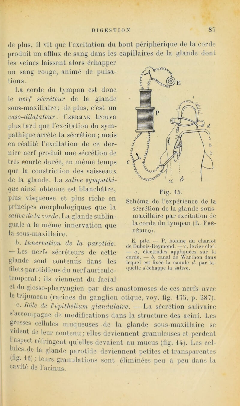 Fig. 15. de plus, il vit que l'exeUaliou du bout périphérique de la corde produit un afflux de sang dans les capillaires de la glande dont les veines laissent alors échapper un sang rouge, animé de pulsa- tions. La corde du tympan est donc le ne)‘f sécréteur de la glande sous-maxillaire; de plus, c’est un caso-dilatateiir. Czeum.xk trouva plus tard que l'excitation du sym- pathique arrête la sécrétion ; mais en réalité l’excitation de ce der- nier nerf produit une sécrétion de très eourtc durée, en même temps que la constriclion des vaisseaux de la glande. La salive sympathi- que ainsi obtenue est blanchâtre, plus visqueuse et plus riche en principes morphologiques que la salive de la corde. La glande sublin- guale a la même innervation que la sous-maxillaire. I). Innervation de la parotide. — Les nerfs sécréteurs de cette glande sont contenus dans les filets parotidiens du nerf auricnlo- tcmporal : ils viennent du facial et du glosso-pharyngicn pai- des anastomoses de ces nerfs avec le trijumeau (racines du ganglion otique, voy. tig. 175, p. 587). c. llôle de Vépithélium ylandulairc. — La sécrétion salivaire s accompagne de modifications dans la structure des acini. Les grosses cellules muqueuses de la glande sous-maxillaire se \nient de leur contenu; elles deviennent granuleuses et perdent 1 aspect réfringent qu'elles devaient au mucus (fig. 14). Les cel- lules.de la glande j»arotide deviennent [>etites et transparentes (fig. 16); leurs granulations sont éliminées peu à peu dans la cavité de l'acinus. Schéma do l’expérience de la sécrétion de la glande sous- maxillaire par excitation de la corde du tympan (L. Frk- déuioq). K, pilo. — I*. boliine du chariol de Dufiois-Reyinond. — c, Ipvior clef. — a, ('Ipctrodcs a])|)lii|uécs sur la corde. — /y, canal de Warllion dans lequel est (ixéo la camde </, ])ar la- (|uelle s'échappe la salive.