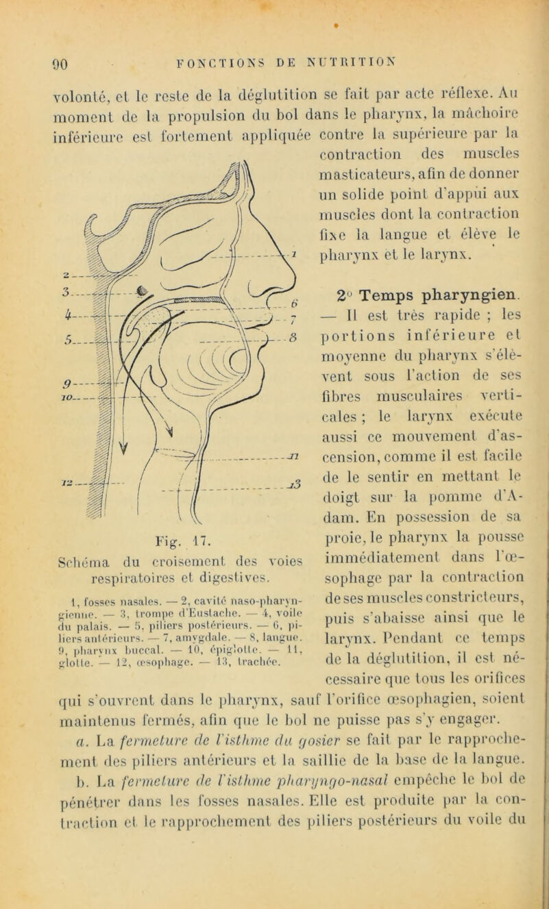 volonté, cl le reste de la déglnlition se fait par acte réflexe. Au moment de la propulsion du bol dans le pharynx, la mâchoire inférieure est foi-lement appliquée contre la supérieure par la contraction des muscles masticateurs, afin de donner un solide point d’appui aux muscles dont la contraction fixe la langue et élève le pharynx et le larynx. 2^ Temps pharyngien. — 11 est très rapide ; les portions inférieure et moyenne du pharynx s’élè- vent sous l’action de ses fibres musculaires verti- cales ; le larynx exécute aussi ce mouvement d’as- cension, comme il est facile de le sentir en mettant le doigt sur la iiommc d’.\- dam. En possession de sa proie, le pharynx la pousse immédiatement dans l’œ- sophage par la contraction de ses muscles constricteurs, puis s’ahaisse ainsi que le larynx. Pendant ce temps de la déglutition, il est né- cessaire (pie tous les orifices qui s’ouvrent dans le pharynx, sauf l’orifice oesophagien, soient maintenus fermés, afin que le liol ne puisse pas s’y engager. a. La fermeture de Visthme du gosier se fait par le rapproche- ment des piliers antérieurs et la saillie de la hase de la langue. h. Ea fermeture de l'isthme pharyngo-nasai empêche le hol de pénétrer dans les fosses nasales. Elle est produite par la con- traction et le rapprochement des ]dliers postérieurs du voile du Schéma du croisement des voies respiratoires et digestives. 1, fosses nasales. —2, cavité naso-jiliaryn- <4ieiine. — 3, trompe d'Eustaclie. — I, voile du palais. — 5, piliers imsiérieurs. — G, pi- liers aniérieiirs. — 7, amygdale. — S, langue. !*. pharynx huccal. — 10, épiglolle. — 11,