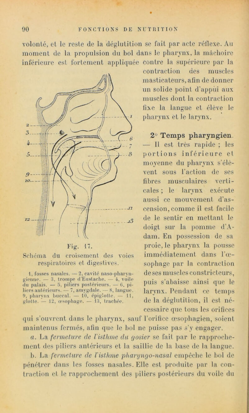 Yolonlé, cl le reste de la déghitilion se fait par acte réflexe. An moment de la propulsion du bol dans le pharynx, la mâchoire inl‘éricui‘e est fortement appliquée contre la supérieure par la contraction des muscles masticateurs, afin de donner un solide point d’appui aux muscles dont la contraction fixe la langue et élève le pharynx et le larynx. 2 Temps pharyngien. — 11 est très rapide ; les jjortions inférieure et moyenne du pharynx s'élè- vent sous l’action de ses fibres musculaires verti- cales ; le larynx exécute aussi ce mouvement d’as- cension, comme il est facile de le sentir en mettant le doigt sur la pomme d’A- dam. En possession de sa proie, le pharynx la pousse immédiatement dans l'œ- sophage par la contraction de ses muscles constricteurs, puis s’abaisse ainsi que le larynx. Pendant ce temps de la déglutition, il est né- cessaire que tous les orifices fjiii s’ouvrent dans le pharynx, sauf l’orifice œsojihagien, soient maintenus fermés, afin que le bol ne puisse pas s’y engager. a. La fermeture de l'iühme du (/osier se fait par le rapproche- ment des piliers antérieurs et la saillie de la base tic la langue. b. La fermelurc de l'isthme plianjngo-nasal empêche le Iml de pénétrer dans les fosses nasales. Elle est produite par la con- traction et le rapprochement des piliers postérieurs du voile du Fig. 17. Schéma du croisomcnl, des voies respiratoires et digestives. 1, fosses nasales. —2, cavité naso-])liaryn- };ionnc. — 3, trompe (t'Eiistache. — i, voile du palais. — fi, piliers postérieurs. — 0, pi- liers antérieurs. — 7, amygdale. — 8, langue. !), |)liarvnx huerai. — 10, épiglotte. — 11, glotte. — 12, (eso|)hage. — 13, ti-achée.