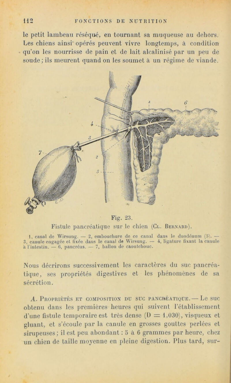 le petit lambeau réséqué, en tournant sa muqueuse au dehors. Les chiens ainsi' opérés peuvent vivre longtemps, à condition • qu’on les nourrisse de pain et de lait alcalinisé par un peu de soude ; ils meurent quand on les soumet à un régime de viande. Fig. 23. Fistule pancréatique sur le chien (Cl. Bern.\rd). 1, canal de Wirsimg. — 2, embouchure de ce canal dans le duodénum (5). — 3, canule engagée et fixée dans le canal de Wirsung. — 4, ligature fixant la canule à l'inlestin. — G, pancréas. — 7, ballon de caoutchouc. Nous décrirons successivement les caractères du suc pancréa- tique, ses propriétés digestives et les phénomènes de sa sécrétion. A. Propriétés et composition du suc PANcnÉATiouE.— Le suc obtenu dans les premières heures qui suivent l’établissement d’une fistule temporaire est très dense (l) = 1,030), visqueux et gluant, et s’écoule par la canule en grosses gouttes perlées et sirupeuses; il est peu abondant : 5 à 6 grammes par heure, chez un chien de taille moyenne en pleine digestion. Plus tard, sur-