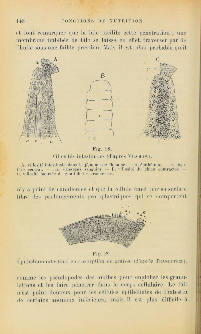 (ïL l'ont remarquer que la Itile l'acilitc celle pénétration ; une membrane imbil)éc de Ijile se laisse, en effet, traverser j)ar de i'Iniüc sous une fail)le pr(;ssion. .Mais il est f>lns [)i‘obable qu’il Fi>^. i>8. Villosités iiiLcsliualcs (d’après Viiiouow). A, viilosilé inlo.sUiuilc <laus le Jôjiinuin de riiommo. — h, épilhélium. — c. di\li- lei’e central. — v,i\ vaisseaux .‘^anifiiins. — H, xillosité du chien conlracléo. - villosité boiirré(‘ de i^oullclctles raisseiises. n’y a point de canalicnles el (iiie lacelbde émet par sa surface libre des prolonui'inents proloplasmiqnes qui se comportenl Fig. Kpilbébuin inlcslinal en absoridüm do graisse (d’après TiiANiiorrEn). comme les pseudopodes des amibes pour englober les granu- lations et les faire [ténélrer dans le (‘orps cellulaire. Le fait n’est point douteux pour les cellnbjs épitliéliales de Vinteslin de certains aiw’maux inférieurs, mais il est plus dilïicile à