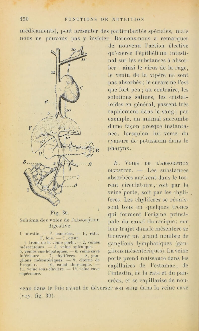 KüNCTIOXS DE M'TIUTIOX inédicamcnls), pciil présenlcr dos parlicularilcs siiéciales, niais nous no pouvons pas y insislor. Bornons-nous à rcinarquor de nouveau l’action élective qu’exerce l’é])illiélium intesti- nal sur les substances à ahsoi’- her : ainsi le virus de la rage, le venin de la vipère ne sont |)as absorbés ; le curare ne l’est (jue fort |ieu ; au contraire, les solutions salines, les cristal- loides en général, j>assent très rapidement dans le sang; j)ar exemple, un animal succombe d’une façon presque instanta- née, lorsqu'on lui verse du cyanure de ]»olassium dans le K idiarynx. Fig. 30. Schéma des voies de l'absorption digestive. I, iiilcsiiti. — I‘, |):iiicrc'as. — II, raie. !•’. loio. — (1, cnnur. I, Ironc (le la veine j)orle.— 2, \ eines m('saraï(]iies. — l!, \eine s|)l('ni(|ue. — veines siis-li(''|)al iijnes. — (i, \ eiiie eave inféi’ieure. — 7, elijlifères. — S, ;;an- ■flions in('seii(('Ti(|iies. — 9, cilenu' de I’kcqijkt. -- H), canal llioraeii|iie. — II, veine sous-cla\ iére. — 12. \cine ca^ e sii|(érieure. B. Voies de l’ahsoiiption DicESTiVE. — Les substances absorliées arrivent dans le tor- rent circulatoire, soit par la veine porte, soit par les chyli- fères. Les chylifères se réunis- sent tous en quelques troncs qui forment l'origine princi- pale du canal tlioracique: siii* leur trajet dans le mésentère se trouvent un grand nond)rc de ganglions lymidiatiipies (gan- glions mésentériques). La veine porte prend naissance dans les canillaires de l’estomac, de X l’intestin, de la rate et du |»an- créas, et se capillarise de nou- veau dans le foie (avant de déverser son sang dans la veine cave (voy. fi g. 30).