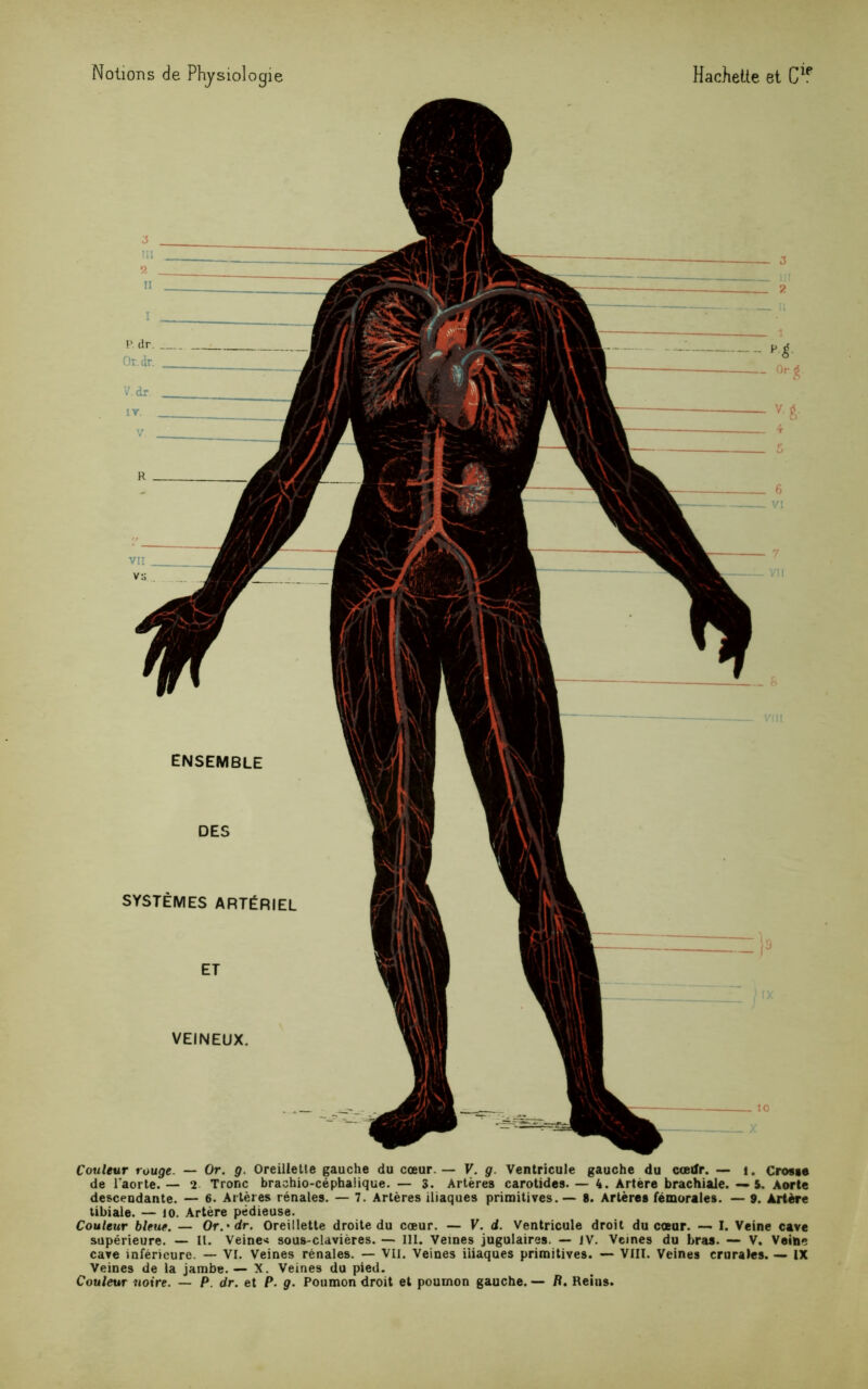 . & VU! ensemble DES VEINEUX. Couleur rouge. — Or. g. Oreillette gauche du cœur — V. g. Ventricule gauche du cœtfr. — t. Crosse de l'aorte. — 2 Tronc brachio-céphaiique. — 3. Artères carotides. — 4. Artère brachiale. —5. Aorte descendante. — 6. Artères rénales. — 7. Artères iliaques primitives. — 8. Artères fémorales. — 9. Artère tibiale. — 10. Artère pédieuse. Couleur bleue. — Or.'dr. Oreillette droite du cœur. — V. d. Ventricule droit du cœur. — I. Veine cave supérieure. — IL Veine* sous-clavières. — 111. Vemes jugulaires. — iV. Veines du bras. — V. Veine cave inférieure. — VI. Veines rénales. — VII. Veines iliaques primitives. — VIII. Veines crurales. — IX Veines de la jambe.— X. Veines du pied. Couleur noire. — P. dr. et P. g. Poumon droit et poumon gauche. — B. Reins. SYSTÈMES ARTÉRIEL ET }9 6 vi i P. dr. Or.dr. V. dr. lv. V Or. g.