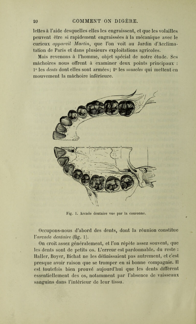 lettes à l’aide desquelles elles les engraissent, et que les volailles peuvent être si rapidement engraissées à la mécanique avec le curieux appareil Martin, que l’on voit au Jardin d’Acclima- tation de Paris et dans plusieurs exploitations agricoles. Mais revenons à l’homme, objet spécial de notre étude. Ses mâchoires nous offrent à examiner deux points principaux : 1° les dents dont elles sont armées; 2° les muscles qui mettent en mouvement la mâchoire inférieure. Fig. 1. Arcade dentaire vue par la couronne. Occupons-nous d’abord des dents, dont la réunion constitue Y arcade dentaire (fig. 1). On croit assez généralement, et l’on répète assez souvent, que les dents sont de petits os. L’erreur est pardonnable, du reste : Haller, Boyer, Bichat ne les définissaient pas autrement, et c’est presque avoir raison que se tromper en si bonne compagnie. 11 est toutefois bien prouvé aujourd’hui que les dents diffèrent essentiellement des os, notamment par l’absence de vaisseaux sanguins dans l’intérieur de leur tissu.