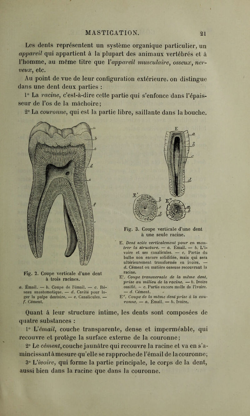 Les dents représentent un système organique particulier, un appareil qui appartient à la plupart des animaux vertébrés et à l’homme, au même titre que Yappareil musculaire, osseux, ner- veux, etc. Au point de vue de leur configuration extérieure, on distingue dans une dent deux parties : 1° La racine, c’est-à-dire cette partie qui s’enfonce dans l’épais- seur de l’os de la mâchoire; 2° La couronne, qui est la partie libre, saillante dans la bouche. Fig. 2. Coupe verticale d’une dent à trois racines. o. Émail. — b. Coupe de l’émail. — c. Ré- seau anastomotique. — d. Cavité pour lo- ger la pulpe dentaire. — e. Canalicules. — f. Cément. E Fig. 3. Coupe verticale d’une dent à une seule racine. E. Dent sciée verticalement pour en mon- trer la structure. — a. Émail. — b. L’i- voire et ses canalicules. — c. Partie du bulbe non encore solidifiée, mais qui sera ultérieurement transformée en ivoire. — d. Cément ou matière osseuse recouvrant la racine. E'. Coupe transversale de la même dent, prise au milieu de la racine. — b. Ivoire ossifié. - c. Partie encore molle de l’ivoire. — d. Cément. E''. Coupe de la même dent prise à la cou- ronne. — a. Émail. — b. Ivoire. Quant à leur structure intime, les dents sont composées de quatre substances : 1° Y!émail, couche transparente, dense et imperméable, qui recouvre et protège la surface externe de la couronne; 2° Le cément, couche jaunâtre qui recouvre la racine et va en s’a- mincissant à mesure qu’elle se rapproche de l’émail de la couronne; 3° L’ivoire, qui forme la partie principale, le corps de la dent, aussi bien dans la racine que dans la couronne.