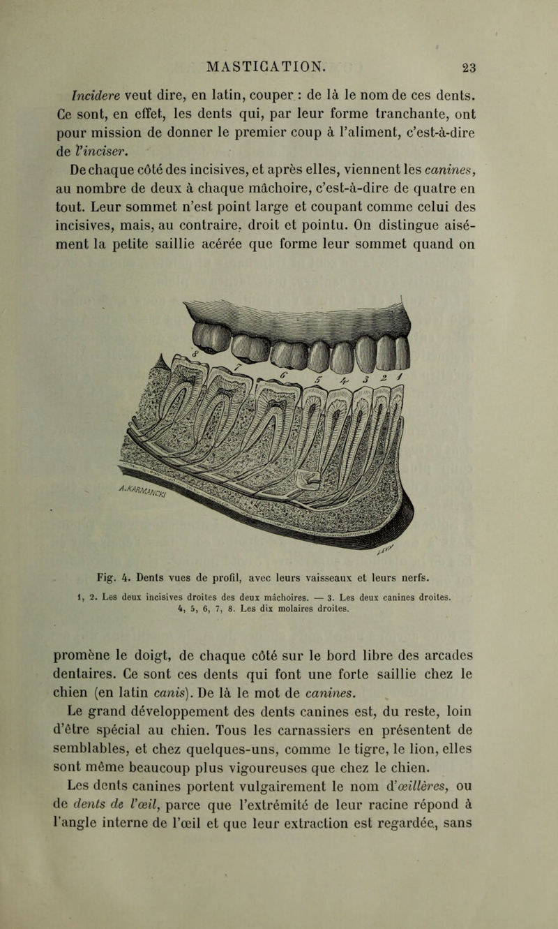 Incidere veut dire, en latin, couper : de là le nom de ces dents. Ce sont, en effet,, les dents qui, par leur forme tranchante, ont pour mission de donner le premier coup à l’aliment, c’est-à-dire de l’inciser. De chaque côté des incisives, et après elles, viennent les canines, au nombre de deux à chaque mâchoire, c’est-à-dire de quatre en tout. Leur sommet n’est point large et coupant comme celui des incisives, mais, au contraire, droit et pointu. On distingue aisé- ment la petite saillie acérée que forme leur sommet quand on Fig. 4. Dents vues de profil, avec leurs vaisseaux et leurs nerfs. 1, 2. Les deux incisives droites des deux mâchoires. — 3. Les deux canines droites. 4, 5, 6, 7, 8. Les dix molaires droites. promène le doigt, de chaque côté sur le bord libre des arcades dentaires. Ce sont ces dents qui font une forte saillie chez le chien (en latin canis). De là le mot de canines. Le grand développement des dents canines est, du reste, loin d’être spécial au chien. Tous les carnassiers en présentent de semblables, et chez quelques-uns, comme le tigre, le lion, elles sont même beaucoup plus vigoureuses que chez le chien. Les dents canines portent vulgairement le nom d’ œillères, ou de dents de l’œil, parce que l’extrémité de leur racine répond à l’angle interne de l’œil et que leur extraction est regardée, sans