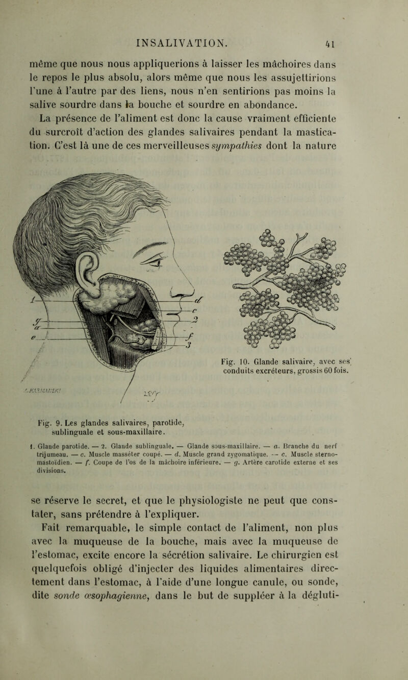 même que nous nous appliquerions à laisser les mâchoires dans le repos le plus absolu, alors même que nous les assujettirions l’une à l’autre par des liens, nous n’en sentirions pas moins la salive sourdre dans la bouche et sourdre en abondance. La présence de l’aliment est donc la cause vraiment efficiente du surcroît d’action des glandes salivaires pendant la mastica- tion. C’est là une de ces merveilleuses sympathies dont la nature Fig. 9. Les glandes salivaires, parotide, sublinguale et sous-maxillaire. 1. Glande parotide. — 2. Glande sublinguale. — Glande sous-maxillaire. — a. Branche du nerf trijumeau. — c. Muscle masséter coupé. — d. Muscle grand zygomatique. — c. Muscle sterno- mastoïdicn. — f. Coupe de l’os de la mâchoire inférieure. — g. Artère carotide externe et ses divisions. se réserve le secret, et que le physiologiste ne peut que cons- tater, sans prétendre à l’expliquer. Fait remarquable, le simple contact de l’aliment, non plus avec la muqueuse de la bouche, mais avec la muqueuse de l’estomac, excite encore la sécrétion salivaire. Le chirurgien est quelquefois obligé d’injecter des liquides alimentaires direc- tement dans l’estomac, à l’aide d’une longue canule, ou sonde, dite sonde œsophagienne, dans le but de suppléer à la dégluti-