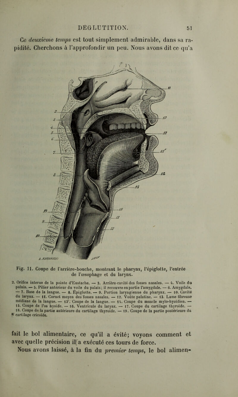 Ce deuxième temps est tout simplement admirable, dans sa ra- pidité. Cherchons à l’approfondir un peu. Nous avons dit ce qu’a A. KARMAN SK! J** Fig. 11. Coupe de l’arrière-bouche, montrant le pharynx, l’épiglotte, l’entrée de l’œsophage et du larynx. 2. Orifice interne de la pointe d’Eustache. — 3. Arrière-cavité des fosses nasales. — 4. Voile du palais. — 5. Pilier antérieur du voile du palais; il recouvre en partie l’amygdale. — 6. Amygdale. — 7. Base de la langue. — 8. Épiglotte. — 9. Portion laryngienne du pharynx. — 10. Cavité du larynx. — 11. Cornet moyen des fosses nasales. — 12. Voûte palatine. — 13. Lame fibreuse médiane de la langue. — 13'.'Coupe de la langue. — 14. Coupe du muscle mylo-hyoïdien. — 15. Coupe de l’os hyoïde. — 16. Ventricule du larynx. — 17. Coupe du cartilage thyroïde. — 18. Coupe de la partie antérieure du cartilage thyroïde. — 19. Coupe de la partie postérieure du * cartilage cricoïde. fait le bol alimentaire, ce qu’il a évité; voyons comment et avec quelle précision ilfa exécuté ces tours de force. Nous avons laissé, à la fin du premier tempsy le bol alimen-