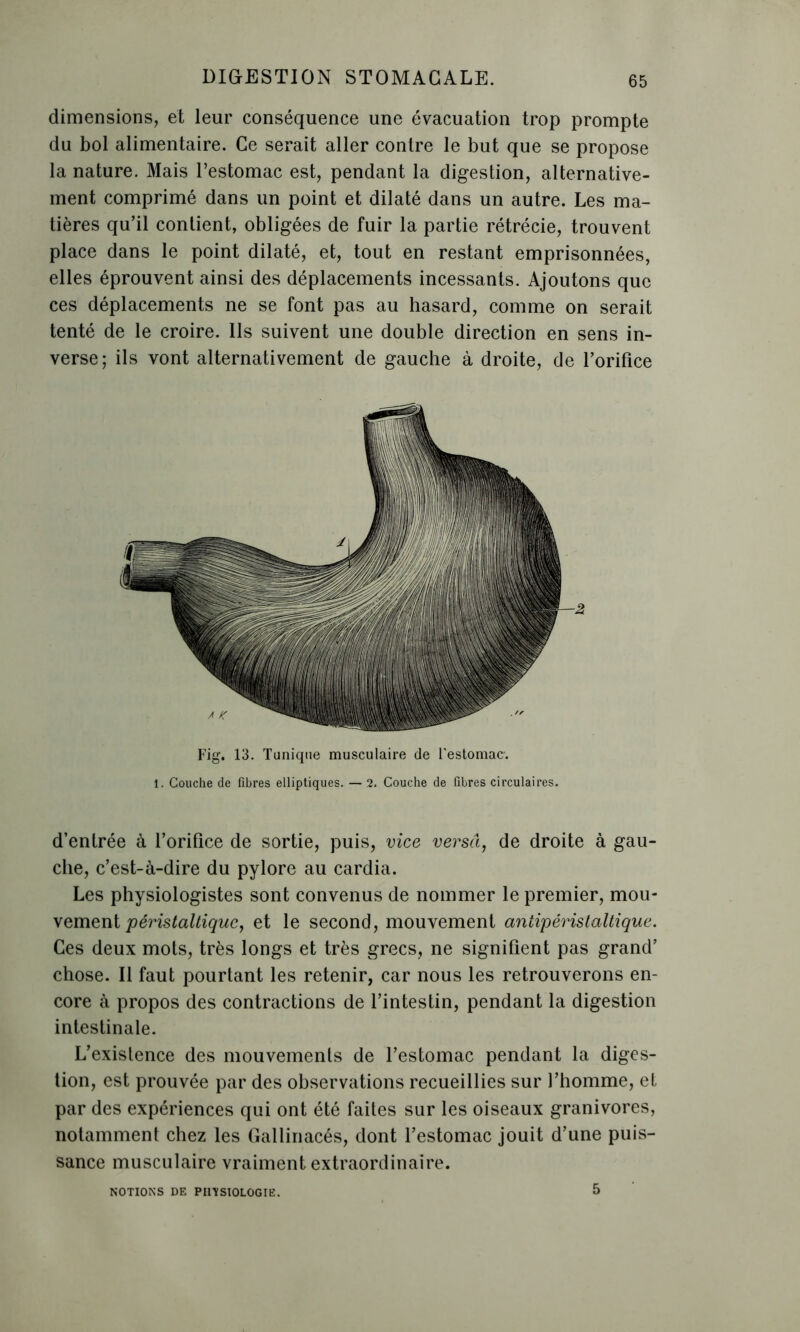 dimensions, et leur conséquence une évacuation trop prompte du bol alimentaire. Ce serait aller contre le but que se propose la nature. Mais l’estomac est, pendant la digestion, alternative- ment comprimé dans un point et dilaté dans un autre. Les ma- tières qu’il contient, obligées de fuir la partie rétrécie, trouvent place dans le point dilaté, et, tout en restant emprisonnées, elles éprouvent ainsi des déplacements incessants. Ajoutons que ces déplacements ne se font pas au hasard, comme on serait tenté de le croire. Ils suivent une double direction en sens in- verse; ils vont alternativement de gauche à droite, de l’orifice Fig. 13. Tunique musculaire de l'estomac-. 1. Couche de fibres elliptiques. — 2. Couche de fibres circulaires. d’entrée à l’orifice de sortie, puis, vice versa, de droite à gau- che, c’est-à-dire du pylore au cardia. Les physiologistes sont convenus de nommer le premier, mou- vement péristaltique, et le second, mouvement antipéristaltique. Ces deux mots, très longs et très grecs, ne signifient pas grand’ chose. Il faut pourtant les retenir, car nous les retrouverons en- core à propos des contractions de l’intestin, pendant la digestion intestinale. L’existence des mouvements de l’estomac pendant la diges- tion, est prouvée par des observations recueillies sur l’homme, et par des expériences qui ont été faites sur les oiseaux granivores, notamment chez les Gallinacés, dont l’estomac jouit d’une puis- sance musculaire vraiment extraordinaire. NOTIONS DE PHYSIOLOGIE. 5