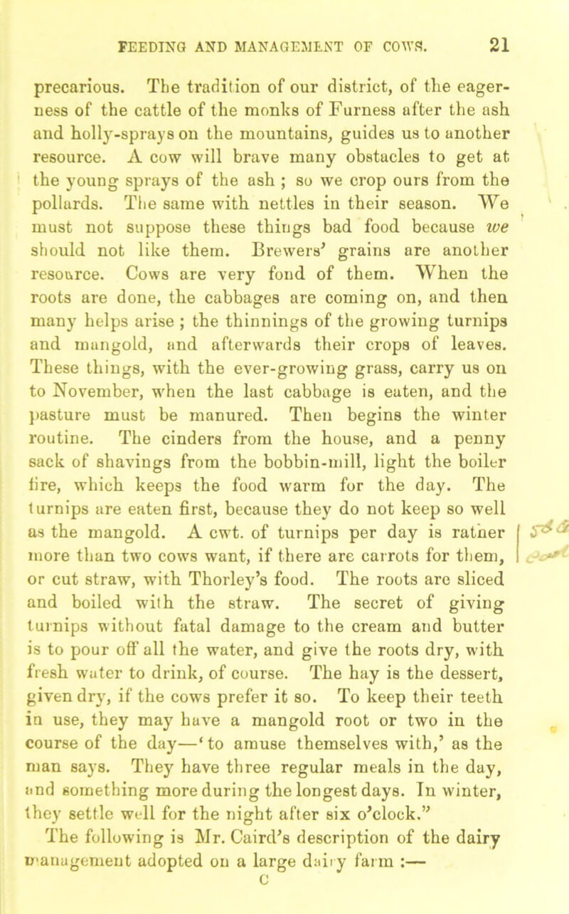precarious. The tradition of our district, of the eager- ness of the cattle of the monks of Furness after the ash and holly-sprays on the mountains, guides us to another resource. A cow will brave many obstacles to get at the young sprays of the ash ; so we crop ours from the pollards. The same with nettles in their season. We must not suppose these things bad food because we should not like them. Brewers’ grains are another resource. Cows are very fond of them. When the roots are done, the cabbages are coming on, and then many helps arise ; the thinnings of the growing turnips and mangold, and afterwards their crops of leaves. These things, with the ever-growing grass, carry us on to November, when the last cabbage is eaten, and the pasture must be manured. Then begins the winter routine. The cinders from the house, and a penny sack of shavings from the bobbin-mill, light the boiler fire, which keeps the food warm for the day. The turnips are eaten first, because they do not keep so well as the mangold. A cwt. of turnips per day is rather i ‘ 7 more than two cows want, if there are carrots for them, or cut straw, with Thorley’s food. The roots are sliced and boiled with the straw. The secret of giving turnips without fatal damage to the cream and butter is to pour off all the water, and give the roots dry, with fresh water to drink, of course. The hay is the dessert, given dry, if the cows prefer it so. To keep their teeth in use, they may have a mangold root or two in the course of the day—‘to amuse themselves with,’ as the man says. They have three regular meals in the day, and something more during the longest days. Tn winter, they settle well for the night after six o’clock.” The following is Mr. Caird’s description of the dairy management adopted on a large dairy farm :— C
