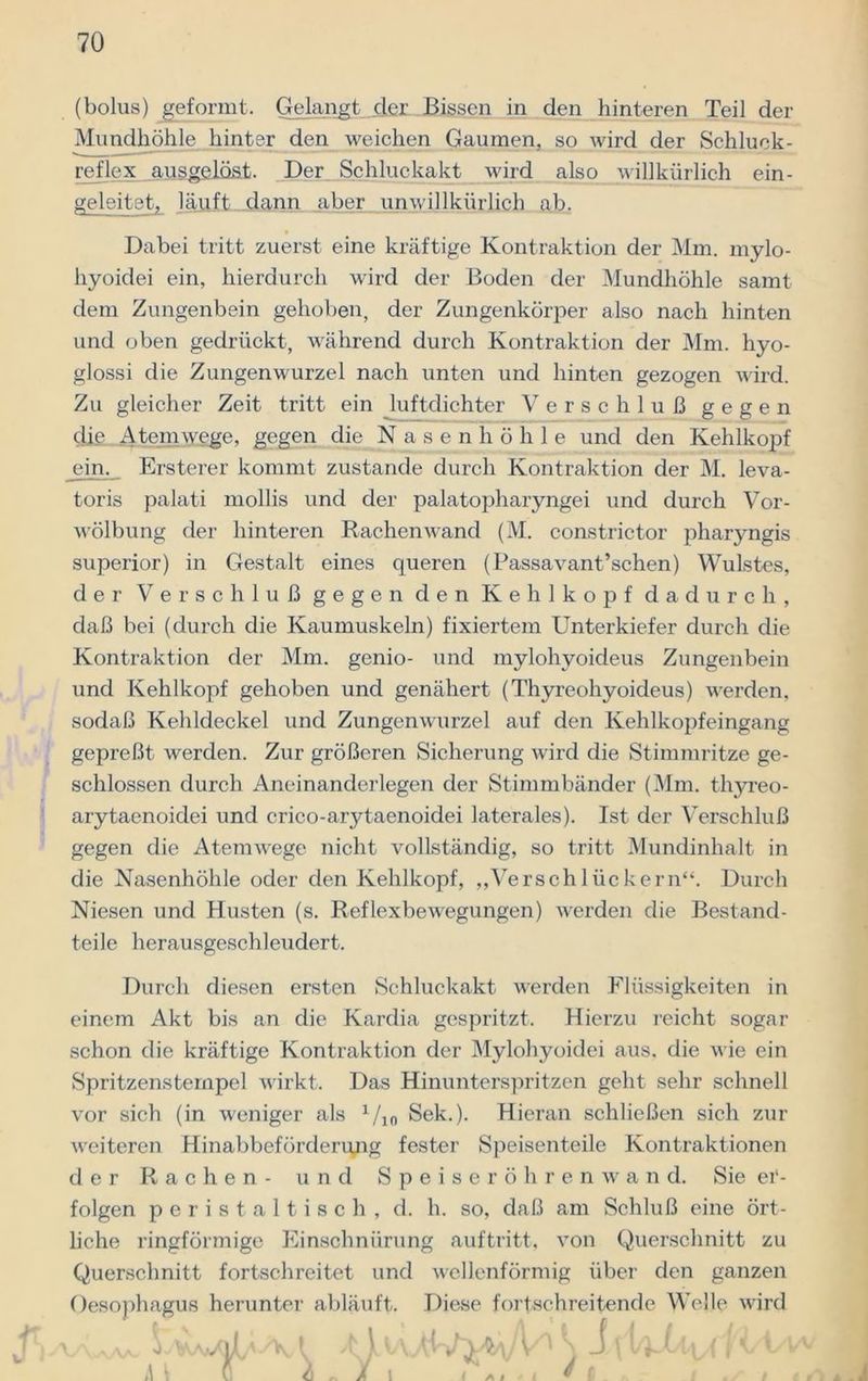 (bolus) geformt. Gelangt .cler Bissen in den hinteren Teil der Mundhöhle hinter den weichen Gaumen, so wird der Schluck- reflex ausgelöst. Der Schluckakt wird also willkürlich ein- geleitet, läuft dann aber unwillkürlich ab. Dabei tritt zuerst eine kräftige Kontraktion der Mm. mylo- hyoidei ein, hierdurch wird der Boden der Mundhöhle samt dem Zungenbein gehoben, der Zungenkörper also nach hinten und oben gedrückt, während durch Kontraktion der Mm. hyo- glossi die Zungenwurzel nach unten und hinten gezogen wird. Zu gleicher Zeit tritt ein luftdichter Verschluß gegen die Atemwege, gegen die Nasenhöhle und den Kehlkopf ein. Ersterer kommt zustande durch Kontraktion der M. leva- toris palati mollis und der palatopharyngei und durch Vor- wölbung der hinteren Rachen wand (M. constrictor pharyngis superior) in Gestalt eines queren (Passavant’schen) Wulstes, der Verschluß gegen den Kehlkopf dadurch, daß bei (durch die Kaumuskeln) fixiertem Unterkiefer durch die Kontraktion der Mm. genio- und mylohyoideus Zungenbein und Kehlkopf gehoben und genähert (Thyreohyoideus) werden, sodaß Kehldeckel und Zungenwurzel auf den Kehlkopfeingang gepreßt werden. Zur größeren Sicherung wird die Stimmritze ge- schlossen durch Aneinanderlegen der Stimmbänder (Mm. thyreo - arytaenoidei und crico-arytaenoidei laterales). Ist der Verschluß gegen die Atemwege nicht vollständig, so tritt Mundinhalt in die Nasenhöhle oder den Kehlkopf, „Verschlückern“. Durch Niesen und Husten (s. Reflexbewegungen) werden die Bestand- teile herausgeschleudert. y Durch diesen ersten Schluckakt werden Flüssigkeiten in einem Akt bis an die Kardia gespritzt. Hierzu reicht sogar schon die kräftige Kontraktion der Mylohyoidei aus. die wie ein Spritzenstempel wirkt. Das Hinunterspritzen geht sehr schnell vor sich (in weniger als 1/i0 Sek.). Hieran schließen sich zur weiteren Hinabbefördenyig fester Speisenteile Kontraktionen der Rachen- und Speiseröhrenwand. Sie er- folgen peristaltisch, d. h. so, daß am Schluß eine ört- liche ringförmige Einschnürung auf tritt, von Querschnitt zu Querschnitt fortschreitet und wellenförmig über den ganzen Oesophagus herunter abläuft. Diese fortschreitende Welle wird I \ < \ * 1 / j l/tl l
