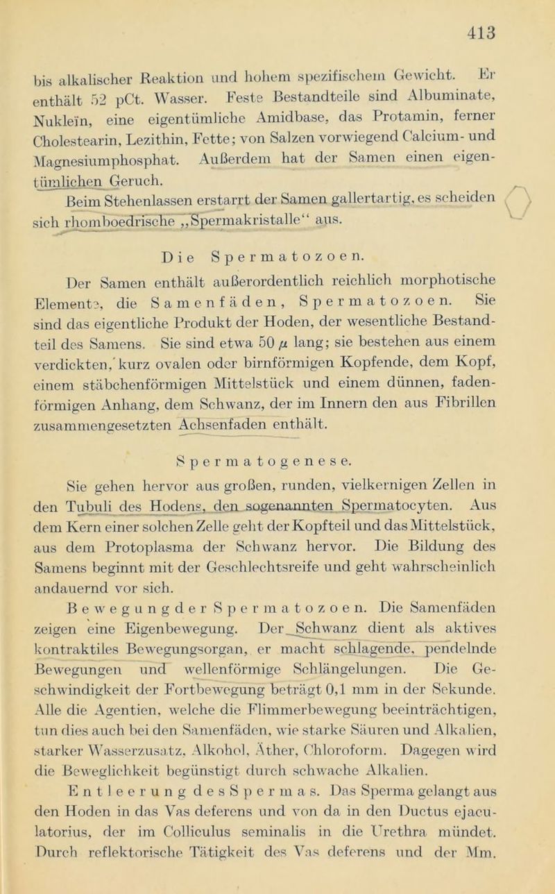 bis alkalischer Reaktion und hohem spezifischem Gewicht. Er enthält 52 pCt. Wasser. Feste Bestandteile sind Albuminate, Nuklein, eine eigentümliche Amidbase, das Protamin, ferner Cholestearin, Lezithin, Fette; von Salzen vorwiegend Calcium- und Magnesiumphosphat. Außerdem hat der Samen einen eigen- tümlichen Geruch. Beim Stehenlassen erstarrt der Samen gallertartig, es scheiden sich rhombbedrische „'Spermakristalle“ aus. Die Spermatozoen. Der Samen enthält außerordentlich reichlich morphotische Elemente, die Samenfäden, Spermatozoen. Sie sind das eigentliche Produkt der Hoden, der wesentliche Bestand- teil des Samens. Sie sind etwa 50 fx lang; sie bestehen aus einem verdickten,'kurz ovalen oder bimförmigen Kopfende, dem Kopf, einem stäbchenförmigen Mittelstück und einem dünnen, faden- förmigen Anhang, dem Schwanz, der im Innern den aus Fibrillen zusammengesetzten Achsenfaden enthält. Sper matogenese. Sie gehen hervor aus großen, runden, vielkernigen Zellen in den Tubuli des Hodens, den sogenannten Sperinatocyten. Aus dem Kern einer solchen Zelle geht der Kopfteil und das Mittelstück, aus dem Protoplasma der Schwanz hervor. Die Bildung des Samens beginnt mit der Geschlechtsreife und geht wahrscheinlich andauernd vor sich. Bewegungder Spermatozoe n. Die Samenfäden zeigen eine Eigenbewegung. l)er_JSchwanz dient als aktives kontraktiles Bewegungsorgan, er macht schlagende, pendelnde Bewegungen und wellenförmige Schlängelungen. Die Ge- schwindigkeit der Fortbewegung beträgt 0,1 mm in der Sekunde. Alle die Agentien, welche die Flimmerbewegung beeinträchtigen, tun dies auch bei den Samenfäden, wie starke Säuren und Alkalien, starker Wasserzusatz, Alkohol, Äther, Chloroform. Dagegen wird die Beweglichkeit begünstigt durch schwache Alkalien. Entleerung desSpermas. Das Sperma gelangt aus den Hoden in das Vas deferens und von da in den Ductus ejacu- latorius, der im Colliculus seminalis in die Urethra mündet. Durch reflektorische Tätigkeit des Vas deferens und der Mm.
