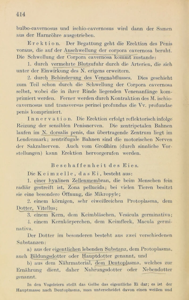 bulbo-cavernosus und ischio-cavernosus wird dann der Samen aus der Harnröhre ausgetrieben. E r e k t i o n. Der Begattung geht die Erektion des Penis voraus, die auf der Anschwellung der corpora cavernosa beruht. Die Schwellung der Corpora cavernosa kommt zustande: 1. durch vermehrte Blutzufuhr durch die Arterien, die sich unter der Einwirkung des N. erigens erweitern. 2. durch Behinderung des Venenabflusses. Dies geschieht zum Teil schon durch die Schwellung der Corpora cavernosa selbst, wobei die in ihrer Rinde liegenden Venenanfänge kom- primiert werden. Ferner werden durch Kontraktion des M. ischio- cavernosus und transversus perinei profundus die Vv. profundae penis komprimiert. Innervation. Die Erektion erfolgt reflektorisch infolge Reizung der sensiblen Penisnerven. Die zentripetalen Bahnen laufen im N. dorsalis penis, das übertragende Zentrum liegt im Lendenmark; zentrifugale Bahnen sind die motorischen Nerven der Sakralnerven. Auch vom Großhirn (durch sinnliche Vor- stellungen) kann Erektion hervorgerufen werden. Beschaffenheit des Eies. Die Keimzelle, d a s E i , besteht aus: 1. einer hyalinen Zellenmembran, die beim Menschen fein radiär gestreift ist, Zona pellucida; bei vielen Tieren besitzt sie eine besondere Öffnung, die Mikropyle; 2. einem körnigen, sehr eiweißreichen Protoplasma, dem J )otter, Vitellus; 3. einem Kern, dem Keimbläschen, Vesicula germinativa; 1. einem Kernkörperchen, dem Keimfleck, Macula germi- nativa. Der Dotter im besonderen besteht aus zwei verschiedenen Substanzen: a) aus der eigentlichen lebenden Substanz, dem Protoplasma, auch Bildungsdotter oder Hauptdotter genannt, und b) aus dem Nährmaterial, dem Deutoplasma, welches zur Ernährung dient, daher Nahrungsdotter oder Nebendotter genannt. In den Vogeleiern stellt das Gelbe das eigentliche Ei dar; es ist der Hauptmasse nach Deutoplasma, man unterscheidet davon einen weißen und