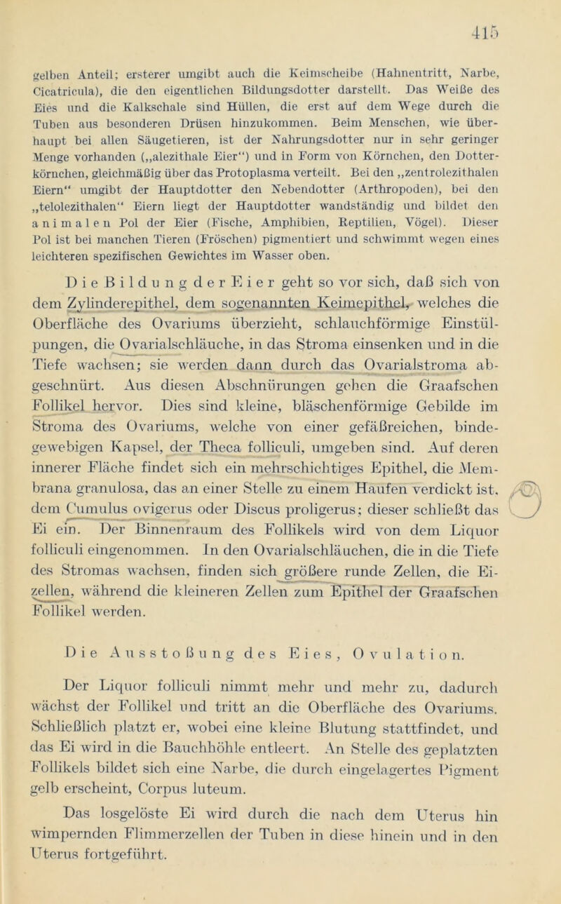 gelben Anteil; ersterer umgibt auch die Keimscheibe (Hahnentritt, Narbe, Cicatricula), die den eigentlichen Bildungsdotter darstellt. Das Weiße des Eies und die Kalkschale sind Hüllen, die erst auf dem Wege durch die Tuben aus besonderen Drüsen hinzukommen. Beim Menschen, wie über- haupt bei allen Säugetieren, ist der Nahrungsdotter nur in sehr geringer Menge vorhanden („alezithale Eier“) und in Form von Körnchen, den Dotter- körnchen, gleichmäßig über das Protoplasma verteilt. Bei den „zentrolezithalen Eiern umgibt der Hauptdotter den Nebendotter (Arthropoden), bei den „telolezithalen“ Eiern liegt der Hauptdotter wandständig und bildet den animalen Pol der Eier (Fische, Amphibien, Reptilien, Vögel). Dieser Pol ist bei manchen Tieren (Fröschen) pigmentiert und schwimmt wegen eines leichteren spezifischen Gewichtes im Wasser oben. DieBildung d e r E i e r geht so vor sich, daß sich von dem Zylinderepithel, dem sogenannten Keimepithel, welches die Oberfläche des Ovariums überzieht, schlauchförmige Einstül- pungen, die Ovarialschläuche, in das Stroma einsenken und in die Tiefe wachsen; sie werden dann durch das Ovarialstroma ab- geschniirt. Aus diesen Abschnürungen gehen die Graafschen Follikel hervor. Dies sind kleine, bläschenförmige Gebilde im Stroma des Ovariums, welche von einer gefäßreichen, binde- gewebigen Kapsel, der Theca folliculi, umgeben sind. Auf deren innerer Fläche findet sich ein mehrschichtiges Epithel, die Mem- brana granulosa, das an einer Stelle zu einem Haufen verdickt ist. dem Cumulus ovigerus oder Discus proligerus; dieser schließt das Fi ein. Der Binnenraum des Follikels wird von dem Liquor folliculi eingenommen. In den Ovarialschläuchen, die in die Tiefe des Stromas wachsen, finden sich größere runde Zellen, die Ei- zellen, während die kleineren Zellen zum Epithel der Graafschen Follikel werden. Die Ausstoßung des Fies, 0 v u 1 a t i o n. Der Liquor folliculi nimmt mehr und mehr zu, dadurch wächst der Follikel und tritt an die Oberfläche des Ovariums. Schließlich platzt er, wobei eine kleine Blutung stattfindet, und das Ei wird in die Bauchhöhle entleert. An Stelle des geplatzten Follikels bildet sich eine Narbe, die durch eingelagertes Pigment gelb erscheint, Corpus luteum. Das losgelöste Ei wird durch die nach dem Uterus hin wimpernden Flimmerzellen der Tuben in diese hinein und in den Uterus fortgeführt.