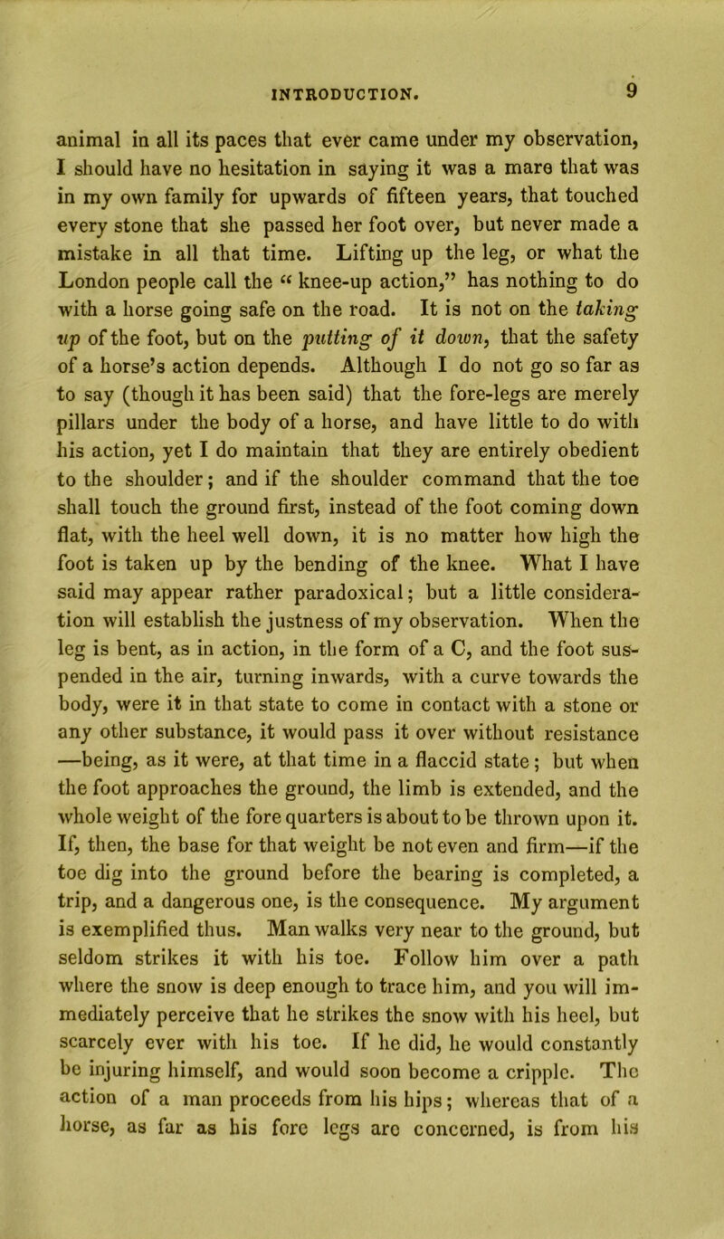 animal in all its paces that ever came under my observation, I should have no hesitation in saying it was a mare that was in my own family for upwards of fifteen years, that touched every stone that she passed her foot over, but never made a mistake in all that time. Lifting up the leg, or what the London people call the “ knee-up action,” has nothing to do with a horse going safe on the road. It is not on the taking np of the foot, but on the putting of it doivn^ that the safety of a horse’s action depends. Although I do not go so far as to say (though it has been said) that the fore-legs are merely pillars under the body of a horse, and have little to do with his action, yet I do maintain that they are entirely obedient to the shoulder; and if the shoulder command that the toe shall touch the ground first, instead of the foot coming down flat, with the heel well down, it is no matter how high the foot is taken up by the bending of the knee. What I have said may appear rather paradoxical; but a little considera- tion will establish the justness of my observation. W^hen the leg is bent, as in action, in the form of a C, and the foot sus- pended in the air, turning inwards, with a curve towards the body, were it in that state to come in contact with a stone or any other substance, it would pass it over without resistance —being, as it were, at that time in a flaccid state; but when the foot approaches the ground, the limb is extended, and the whole weight of the fore quarters is about to be thrown upon it. If, then, the base for that weight be not even and firm—if the toe dig into the ground before the bearing is completed, a trip, and a dangerous one, is the consequence. My argument is exemplified thus. Man walks very near to the ground, but seldom strikes it with his toe. Follow him over a path where the snow is deep enough to trace him, and you will im- mediately perceive that he strikes the snow with his heel, but scarcely ever with his toe. If he did, he would constantly be injuring himself, and would soon become a cripple. The action of a man proceeds from his hips; whereas that of a liorse, as far as his fore legs arc concerned, is from his