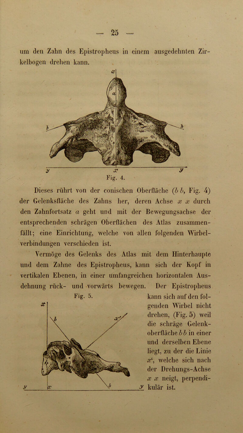 kelbogen drehen kann. y x y Fig. 4. Dieses riihrt von der conischen Oberflachc (b b, Fig. 4) der Gelenksflache des Zahns her, deren Achse x x durch den Zahnfortsatz a geht und mit der Bewegungsachse der entsprechenden schragen Oberflachen des Atlas zusammen- fallt; eine Einrichtung, welche von alien folgenden Wirbel- verbindungen verschieden ist. Vermoge des Gelenks des Atlas mit dem Hinterhaupte und dem Zahne des Epistropheus, kann sich der Kopf in vertikalen Ebenen, in einer umfangreichen horizontalen Aus- dehnung ruck- und vorwarts bewegen. Der Epistropheus y Fig. 5. kann sich auf den fol- genden Wirbel niclit drehen, (Fig. 5) weil die schrage Gelenk- oberflache^5 in einer und derselben Ebene liegt, zu der die Linie x\ welche sich nach der Drehungs-Achse x x neigt, perpendi- y, kular ist.