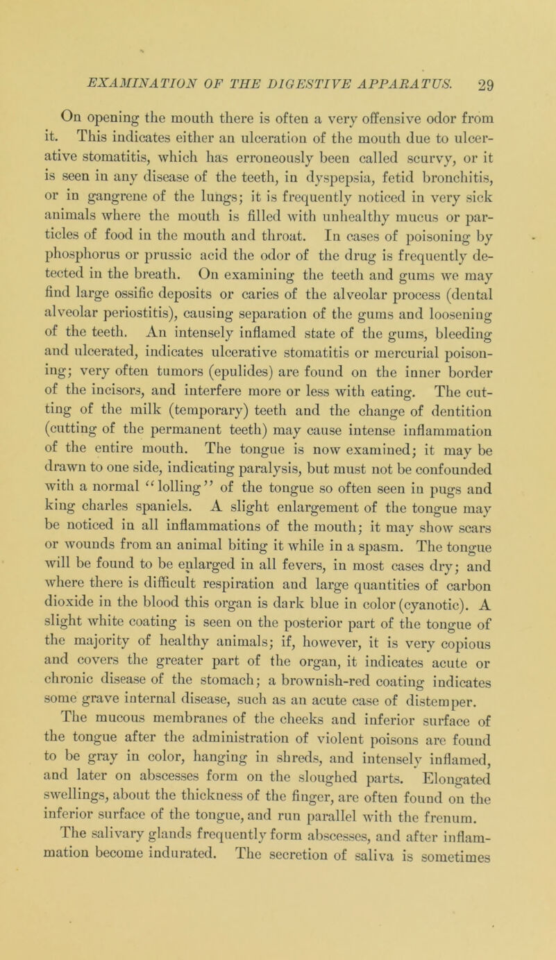 On opening the mouth there is often a very offensive odor from it. This indicates either an ulceration of the mouth due to ulcer- ative stomatitis, which has erroneously been called scurvy, or it is seen in any disease of the teeth, in dyspepsia, fetid bronchitis, or in gangrene of the lungs; it is frequently noticed in very sich animals where the mouth is filled with unhealthy mucus or par- ticles of food in the mouth and tliroat. In eases of poisoning by phosphorus or prussic acid the odor of the drug is frequently de- tected in the breatli. On examining the teeth and gums we may find large ossific deposits or caries of the alveolar process (dental alveolar periostitis), causing Separation of the gums and looseniug of the teeth. An intensely inflamed state of the gums, bleeding and ulcerated, indicates ulcerative Stomatitis or mercurial poison- ing; very often turnors (epulides) are found on the inner border of the incisors, and interfere more or less with eating. The cut- ting of the milk (temporary) teeth and the change of dentition (cutting of the permanent teeth) may cause intense inflammation of the entire mouth. The tongue is now examined; it may be drawn to oue side, indicating paralysis, but must not be confounded with a normal alolling” of the tongue so ofteu seen in pugs and king charles Spaniels. A slight enlargement of the tongue may be noticed in all inflammations of the mouth; it may show scars or wounds from an animal biting it while in a spasm. The tongue will be found to be enlarged in all fevers, in most eases dry; and where there is difficult respiration and large quautities of carbon dioxide in the blood this organ is dark blue in eolor (cyanotic). A slight white coating is seen on the posterior part of the tongue of the majority of healthy animals; if, however, it is very copious and covers the greater part of the organ, it indicates acute or chronic disease of the stomach; a brownish-red coating indicates some grave internal disease, such as an acute case of distemper. The mucous membranes of the clieeks aud inferior surface of the tongue after the administration of violent poisons are found to be gray in eolor, hanging in shreds, and intensely inflamed, and later on abscesses form on the sloughed parts. Elongated swellings, about the thickness of the fingcr, are often found on the inferior surface of the tongue, and run parallel with the frenum. The salivary glands frequently form abscesses, and after inflam- mation become indurated. The secretion of saliva is sometimes