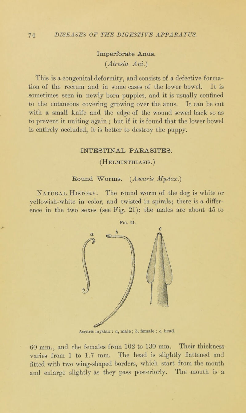 Imperforate Anus. (Atresia Ani.) This is a congenital deförmity, and consists of a defective forma- tion of the rectum and in some cases of the lower bowel. It is sometimes seen in newly born puppies, and it is usually confined to the cntaneous covering growiug over tlie anus. It can be cut with a small knife and the edge of the wound sewed back so as to prevent it uniting again ; but if it is found tliat the lower bowel is entirely occluded, it is better to destroy the puppy. INTESTINAL PARASITES. (Helminthiasis.) Round Worms. (Ascaris Mystcix.) Natural History. The round worin of the dog is white or yellowisli-white in color, and twisted in spirals; there is a differ- ence in the two sexes (see Fig. 21): the males are about 45 to Fig. 21. Ascaris mystax: a, male ; b, female ; c, head. 60 mm., and the females from 102 to 130 mm. Tlieir thickuess varies from 1 to 1.7 mm. The head is slightly flattened and fitted with two wing-shaped borders, whicli start from the mouth and eularge slightly as they pass posteriorly. The mouth is a