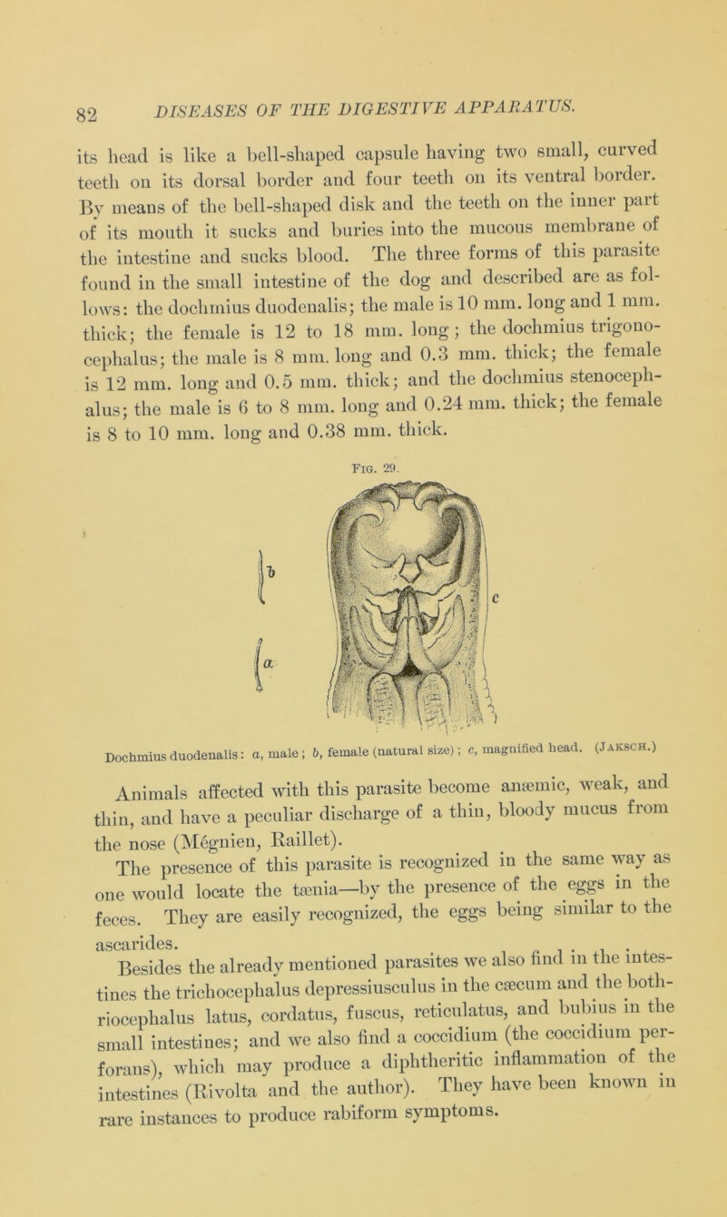 its head is like a bell-shaped capsule having two small, cuived teetli ou its dorsal border aud four teetli 011 its ventral border. By means of the bell-shaped disk and the teetli on the innei pait of its moutli it sucks and buries into the mucous membrane of the intestine and sucks blood. The three forms of this parasite found in the small intestine of the dog and described are as fol- lows: the doclirnius duodenalis; the male is 10 mm. long and 1 mm. thick; the female is 12 to 18 mm. long; the dochmius trigono- cephalus; the male is 8 mm. long and 0.3 mm. thick; the female is 12 mm. long and 0.5 mm. thick; and the dochmius stenoceph- alus; the male is 6 to 8 mm. long and 0.24 mm. thick; the female is 8 to 10 mm. long and 0.38 mm. thick. FlG. 29. 1 Dochmius duodenalis: a, male ; b, female (natural size); c, magnified head. (Jaksch.) Animals affected with this parasite become anaemic, weak, and thin, and have a peculiar discharge of a tliin, bloody mucus from the nose (Megnien, Raillet). The presence of this parasite is recognized in the same way as one would locate the tsenia—by the presence of the eggs in the feces. They are easily recognized, the eggs being similar to the ascarides. , Besides the already mentioned parasites we also find in the mtes tines the trichocephalus depressiusculus in the csecum and theboth- riocephalus latus, cordatus, fuscus, reticulatus, and bubius m the small intestines; and we also find a coccidium (the coccidmm per- forans), which may produce a diphtheritic Inflammation of the intestines (Rivolta and the author). They have been known in rare instances to produce rabiform Symptoms.