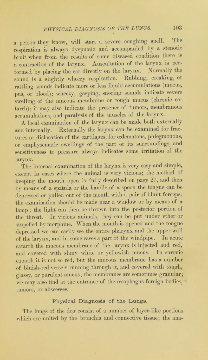 a person tliey know, will start a severe cougking spell. Tke respiration is always dyspnoeic and accompanied by a stenotic bruit when from the results of some diseased condition there is a contraction of tke larynx. Auscultation of tke larynx is per- formed by placing tke ear directly on tke larynx. Xormally tke sound is a sligktly wheezy respiration. Iiubbing, creaking, 01 rattling sounds indicate niore or less liquid accumulations (mucus, pus, or blood); wheezy, gasping, snoring sounds indicate severe swelling of tke mucous membrane or tougk mucus (chronic ca- tarrk); it may also indicate tke presence of tu mors, membranous accumulations, and paralysis of the muscles of tke larynx. A local examination of tke larynx can be made both externally and internally. Externally the larynx can be examined for frac- tures or dislocation of the cartilages, for oedematous, phlegmonous, or emphysematic swellings of tke part or its surroundings, and sensitiveness to pressure always indicates some irritation of the larynx. The internal examination of tke larynx is very easy and simple, except in cases where tke animal is very vicious; tke metkod of keeping the mouth open is fully described ou page 27, and tken by means of a spatula or tke handle of a spoon tke tongue can be depressed or pulled out of the mouth with a pair of blunt forceps; tke examination skould be made near a window or by means of a lamp; the light can tken be thrown into the posterior portion of tke tkroat. In vicious animals, tkey can be put under ether or stupefied by morphiue. When the mouth is opened and tke tongue depressed we can easily see the entire pharynx and tke upper wall of tke larynx, and in some cases a part of tke windpipe. In acute catarrh the mucous membrane of tke larynx is injected and red, and covered with slimy wliite or yellowish mucus. In chronic catarrh it is not so red, but tke mucous membrane has a number of bluish-red vessels running tkrougk it, and covered with tough, glassy, or purulent mucus; the membranes are sometimes granulär; we may also find at the entrance of tke oesophagus foreign bodies, tumors, or abscesses. Physical Diagnosis of the Lungs. The lungs of the dog consist of a number of layer-like portions wkicli are united by the broncliia and connective tissue; the ana-