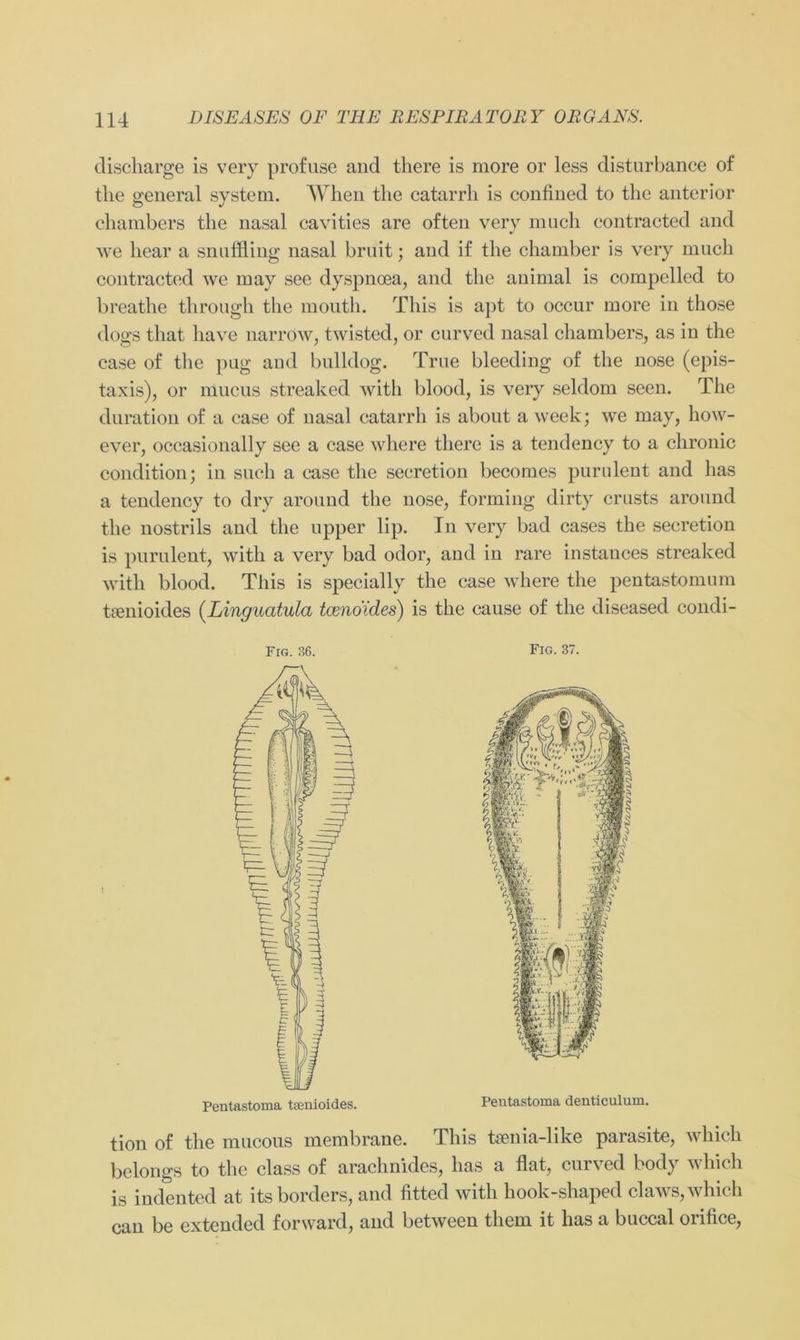 discharge is very profuse and there is more or less disturbance of the general System. When the catarrli is confined to the anterior chambers the nasal cavities are often very mach contracted and we liear a snnffling nasal bruit; and if the chamber is very much contracted we may see dyspnoea, and the animal is compelled to breathe through the mouth. This is apt to occur more in those dogs that liave narrow, twisted, or curved nasal chambers, as in the case of the pug and bulldog. True bleeding of the nose (epis- taxis), or mucus streaked with blood, is very seldom seen. The duration of a case of nasal catarrh is about a week; we may, how- ever, occasionally see a case where there is a tendency to a chronic condition; in such a case the seeretion becomes purulent and has a tendency to dry around the nose, forming dirty crusts around the nostrils and the upper lip. In very bad cases the seeretion is purulent, with a very bad odor, and in rare instances streaked with blood. This is specially the case where the pentastomum tsenioides (Linguatula tceno'ides) is the cause of the diseased condi- tion of the mucous membrane. This t8ßiiia-like parasite, which belongs to the dass of arachnides, has a flat, curved body which is indented at itsborders, and fitted with hook-shaped claws, which can be extended forward, and between them it has a buccal orifice, Fig. 36. Fig. 37. Pentastoma tsenioides. Peutastoma denticulum.