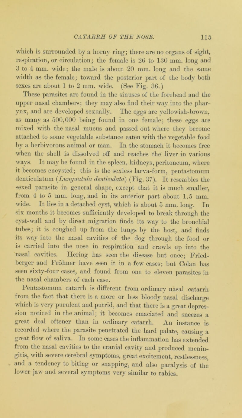 wliich is surrounded by a horny ring; there are no organs of siglit, respiration, or circulation; the female is 26 to 130 mm. long and 3 to 4 mm. wide; the male is about 20 mm. long and the same width as the female; toward the posterior part of the body botli sexes are about 1 to 2 mm. wide. (See Fig. 36.) These parasites are found in the sinuses of the forehead and the upper nasal chambers; tliey may also find their way into the phar- ynx, and are developed sexually. The eggs are yellowish-brown, as many as 500,000 beiug found in one female; these eggs are mixed with the nasal mucus and passed out where they become attaehed to some vegetable substance eaten with the vegetable food by a herbivorous animal or man. In the stomach it becomes free when the shell is dissolved off and reaches the liver in various ways. It may be found in the spieen, kidneys, peritoneum, where it becomes encysted; this is the sexless larva-form, pentastonmm denticulatum (Lunguatula clenticulata) (Fig. 37). It resembles the sexed parasite in general sliape, except tliat it is much smaller, from 4 to 5 mm. long, and in its anterior part about 1.5 mm. wide. It lies in a detached cyst, wliich is about 5 mm. long. In six months it becomes sufficiently developed to break through the cyst-wall and by direct migration finds its way to the bronchial tubes; it is coughed up from the lungs by the host, and finds its way into the nasal cavities of the dog through the food or is carried into the nose in respiration and crawls up into the nasal cavities. Hering has seen the disease but once; Fried- berger and Frölmer have seen it in a few cases; but Colan has seen sixty-four cases, and found from one to eleven parasites in the nasal chambers of each case. Pentastomum catarrh is different from ordinary nasal catarrh from the fact tliat there is a more or less bloody nasal discharge wliich is very purulent and putrid, and tliat there is a great depres- sion noticed in the animal; it becomes emaciated and sneezes a great deal oftener than in ordinary catarrh. An instance is recorded where the parasite penetrated the hard palate, causing a great flow of saliva. In some cases the inflammation has extended from the nasal cavities to the cranial cavity and produced menin- gitis, with severe cerebral Symptoms, great excitement, restlessness, and a tendency to biting or snapping, and also paralysis of the lower jaw and several Symptoms very similar to rabies.