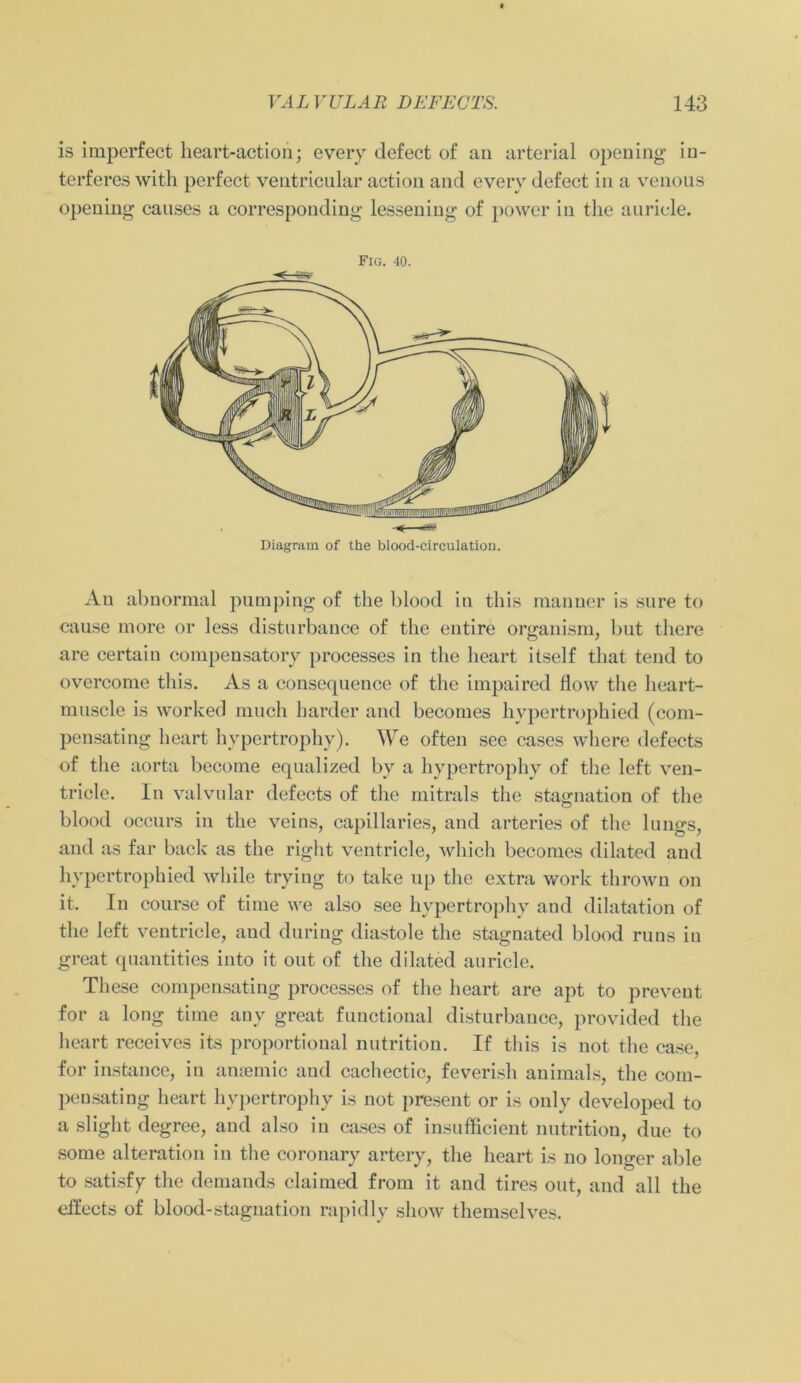 is imperfect heart-action; every defect of an arterial opening in- terferes with perfect ventricular action and every defect in a venous opening causes a corresponding lessening of power in the auricle. An abnormal pumping of the blood in tliis manner is sure to cause more or less disturbance of the entire organism, but tliere are certain compensatory processes in the heart itself that tend to overcome tliis. As a consequence of the impaired flow the lieart- muscle is worked much harder and becomes hypertrophied (com- pensating heart hypertrophy). We often see cases where defects of the aorta become equalized by a hypertrophy of the left ven- tricle. In valvular defects of the mitrals the Stagnation of the blood occurs in the veins, capillaries, and arteries of the längs, and as far back as the right ventricle, which becomes dilated and hvpcrtrophied while trying to take up the extra work thrown on it. In course of time we also see hypertrophy and dilatation of the left ventricle, and during diastole the stagnated blood runs in great quantities into it out of the dilated auricle. These compensating processes of the heart are apt to preveut for a long time any great functional disturbance, provided the heart receives its proportional nutrition. If tliis is not the case, for instance, in amemic and cachectic, feverish animals, the com- pensating heart hypertrophy is not present or is only developed to a sliglit degree, and also in cases of insufficient nutrition, due to some alteration in the coronary artery, the heart is no longer able to satisfy the demands claimed from it and tires out, and all the effects of blood-stagnation rapidly show themselves. Fig. 40. Diagram of the blood-circulation.