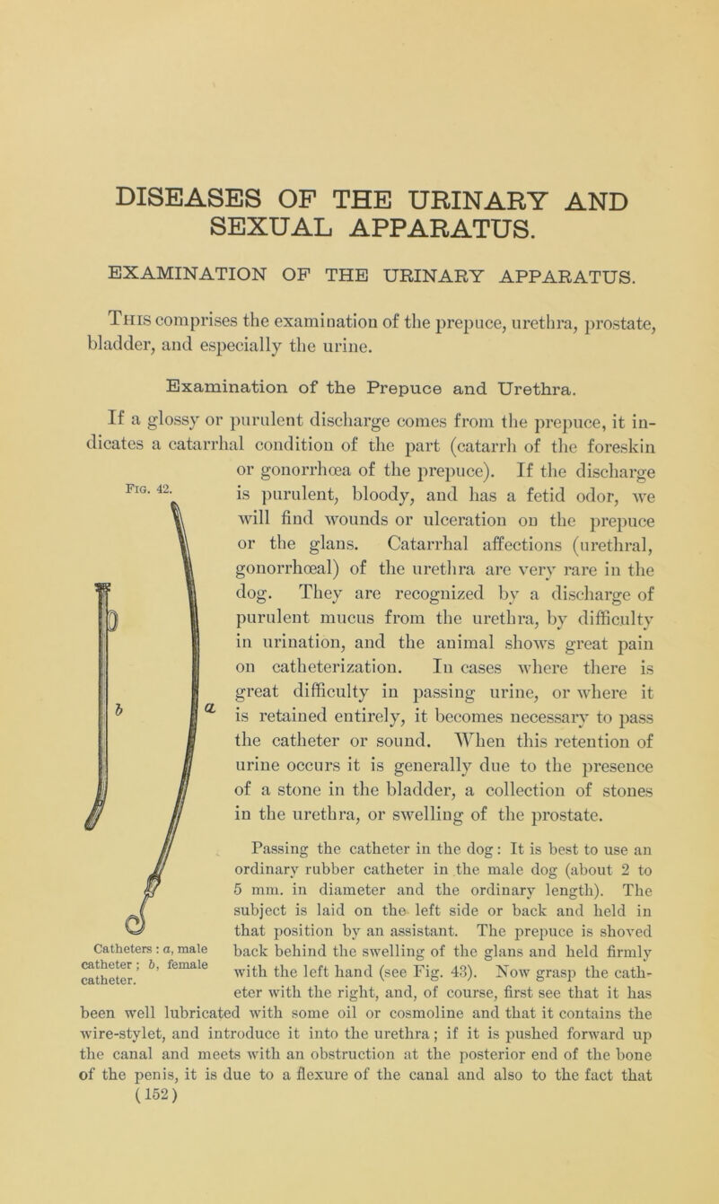 DISEASES OF THE URIN AR Y AND SEXUAL APPARATUS. EXAMINATION OP THE URIN AR Y APPARATUS. This comprises the examination of the prepuce, urethra, prostate, bladder, and especially the urine. Examination of the Prepuce and Urethra. If a glossy or purulent discharge comes from the prepuce, it in- dicates a catarrhal condition of the part (catarrh of the foreskin or gonorrhcea of the prepuce). If the discharge is purulent, bloody, and has a fetid odor, we will find wounds or ulceration on the prepuce or the glans. Catarrhal affections (urethral, gonorrhoeal) of the urethra are very rare in the dog. They are recognized by a discharge of purulent mucus front the urethra, by diffic.ulty in urination, and the animal shows great pain on catheterization. In cases where there is great difficulty in passing urine, or where it is retained entirely, it becontes necessary to pass the catheter or sound. When this retention of urine occurs it is generally due to the presence of a stone in the bladder, a Collection of stones in the urethra, or swelling of the prostate. Passing the catheter in the dog: It is best to use an ordinary rubber catheter in the male dog (about 2 to 5 mm. in diameter and the ordinary length). The subject is laid on the left side or back and held in that position by an assistant. The prepuce is shoved back behind the swelling of the glans and held firmly with the left hand (see Fig. 43). Now grasp the cath- eter with the right, and, of course, first see that it has been well lubricated with some oil or cosmoline and that it contains the wire-stylet, and introduce it into the urethra; if it is puslied forward up the canal and meets with an obstruction at the posterior end of the hone of the penis, it is due to a flexure of the canal and also to the fact that (152) Fig. 42. Catheters: a, male catheter; b, female catheter.