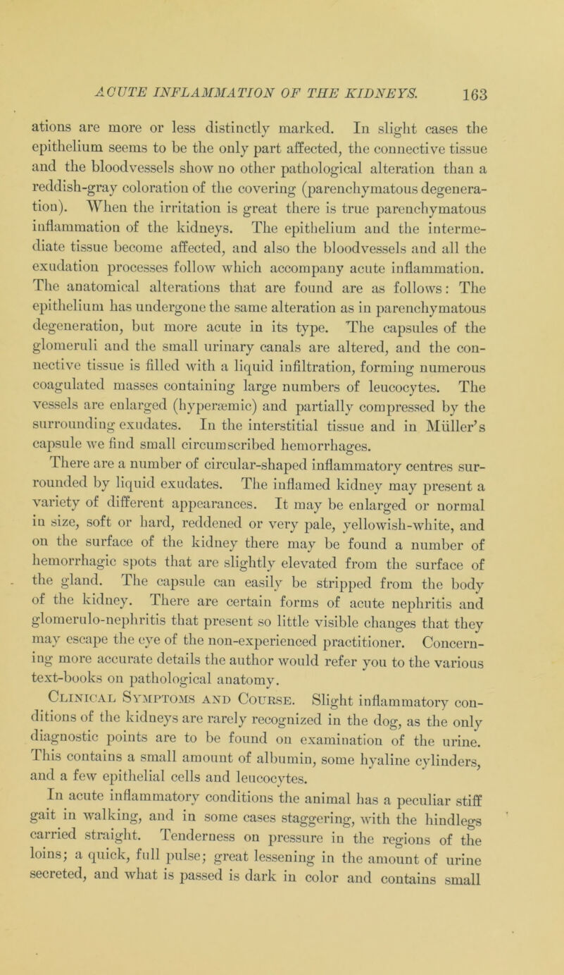 ations are more or less distinctly marked. In slight cases the epithelium seems to be the only part affected, the connective tissue and the bloodvessels show no other pathological alteration than a reddish-gray coloratiou of the covering (parcnchymatous degenera- tiou). When the irritation is great tliere is true parcnchymatous inflammation of the kidneys. The epithelium and the interme- diate tissue become affected, and also the bloodvessels and all the exudation processes follow which accompany acute inflammation. The anatomical alterations tliat are found are as follows: The epithelium has undergone the same alteration as in parenchymatous degeneration, but more acute in its type. The capsules of the glomeruli and the small urinary canals are altered, and the con- nective tissue is filled with a liquid infiltration, forming numerous coagulated masses containing large nurabers of leucocytes. The vessels are enlarged (hypersemic) and partially compressed by the surrounding exudates. In the interstitial tissue and in Müller’s capsule we find small circumscribed hemorrhaeres. o Tliere are a number of circular-shaped inflammatory centres sur- rounded by liquid exudates. The inflamed kidney may present a variety of different appearances. It may be enlarged or normal in size, soft or hard, reddened or very pale, yellowish-white, and on the surface of the kidney there may be found a number of hemorrhagic spots that are slightly elevated from the surface of the gland. The capsule can easily be stripped from the body of the kidney. There are certain forms of acute nephritis and glomerulo-nephritis that present so little visible changes that they may escape the eye of the non-experienced practitioner. Concern- ing more accurate details the author would refer you to the various text-books on pathological anatomy. Ceinical Symptoms and Course. Slight inflammatory con- ditions of the kidneys are rarcly recognized in the dog, as the only diagnostic points are to be found on examination of the urine. TIns contains a small amount of albumin, some hyaline cylinders, and a few epithelial cells and leucocytes. In acute inflammatory conditions the animal has a peculiar stiff gait in walking, and in some cases staggering, with the hindlegs carried straight. Tenderness on pressure in the regions of the loins; a quick, full pulse; great lessening in the amount of urine secreted, and what is passed is dark in color and contains small